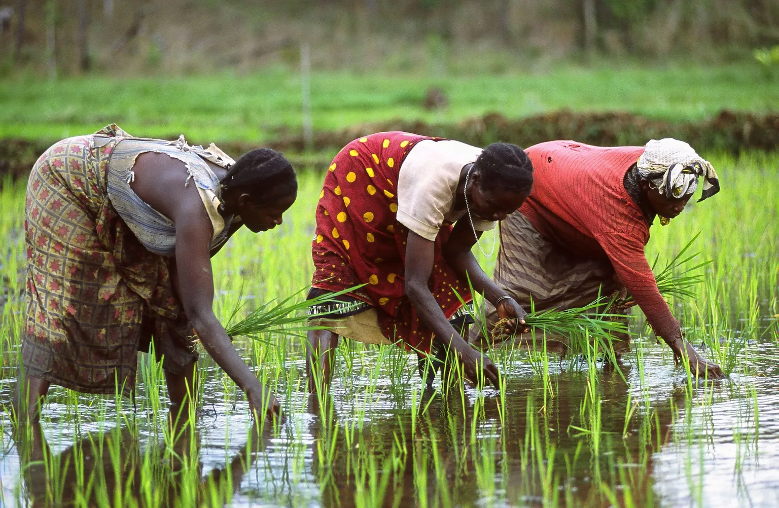 Increasing access to seeds for smallholder farmers