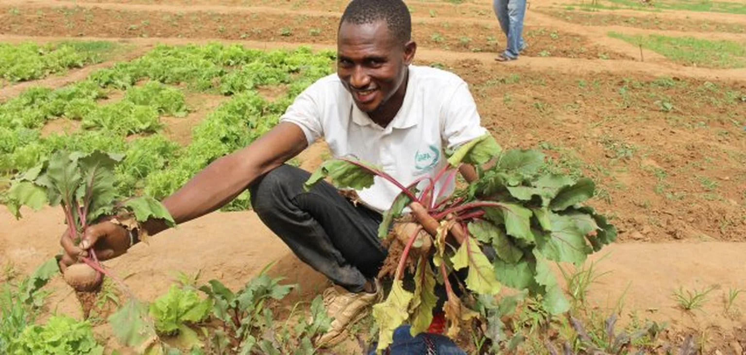 Crop pulled from soil