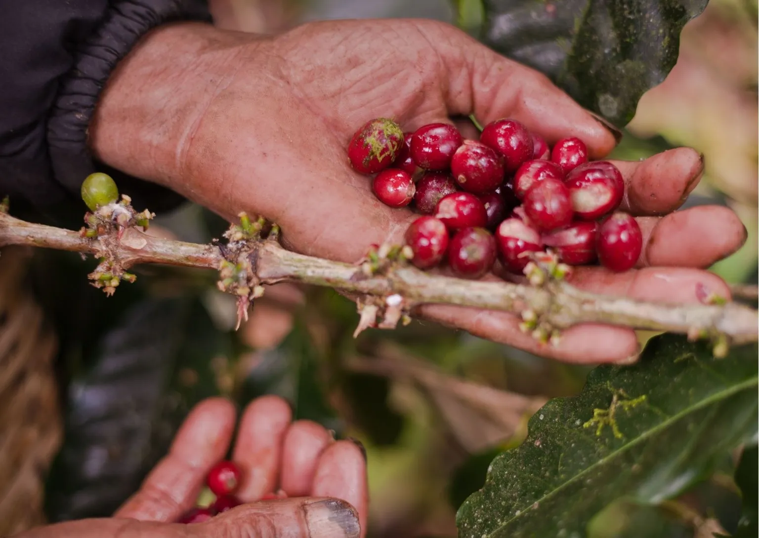 Coffee berries in Nicaragua