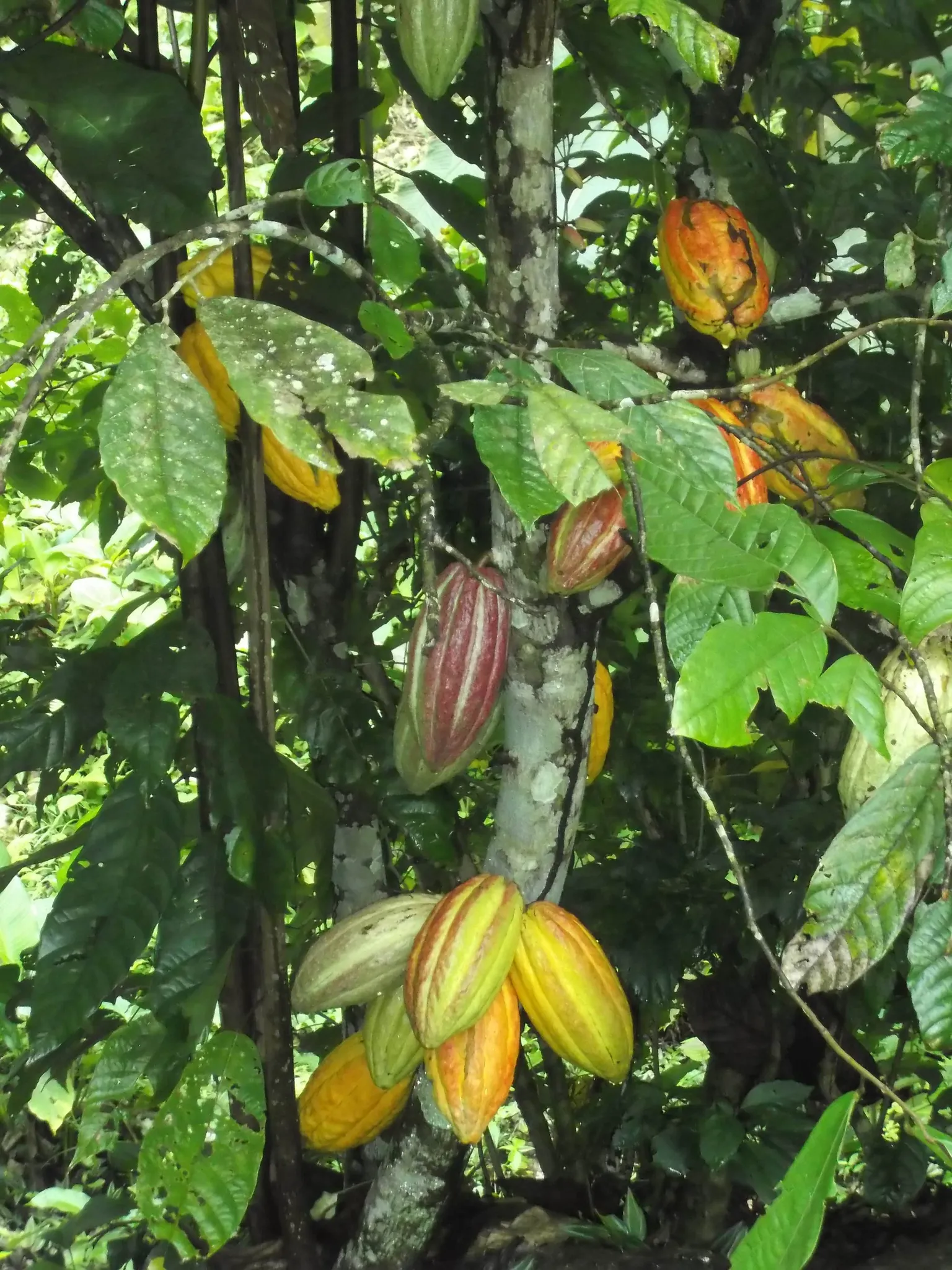 Overcoming barriers to replanting cocoa trees in Ghana