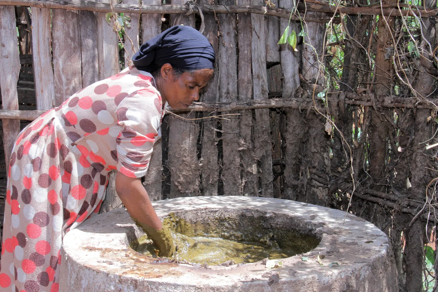 Bio-slurry a promising natural pesticide to fight against fall armyworm