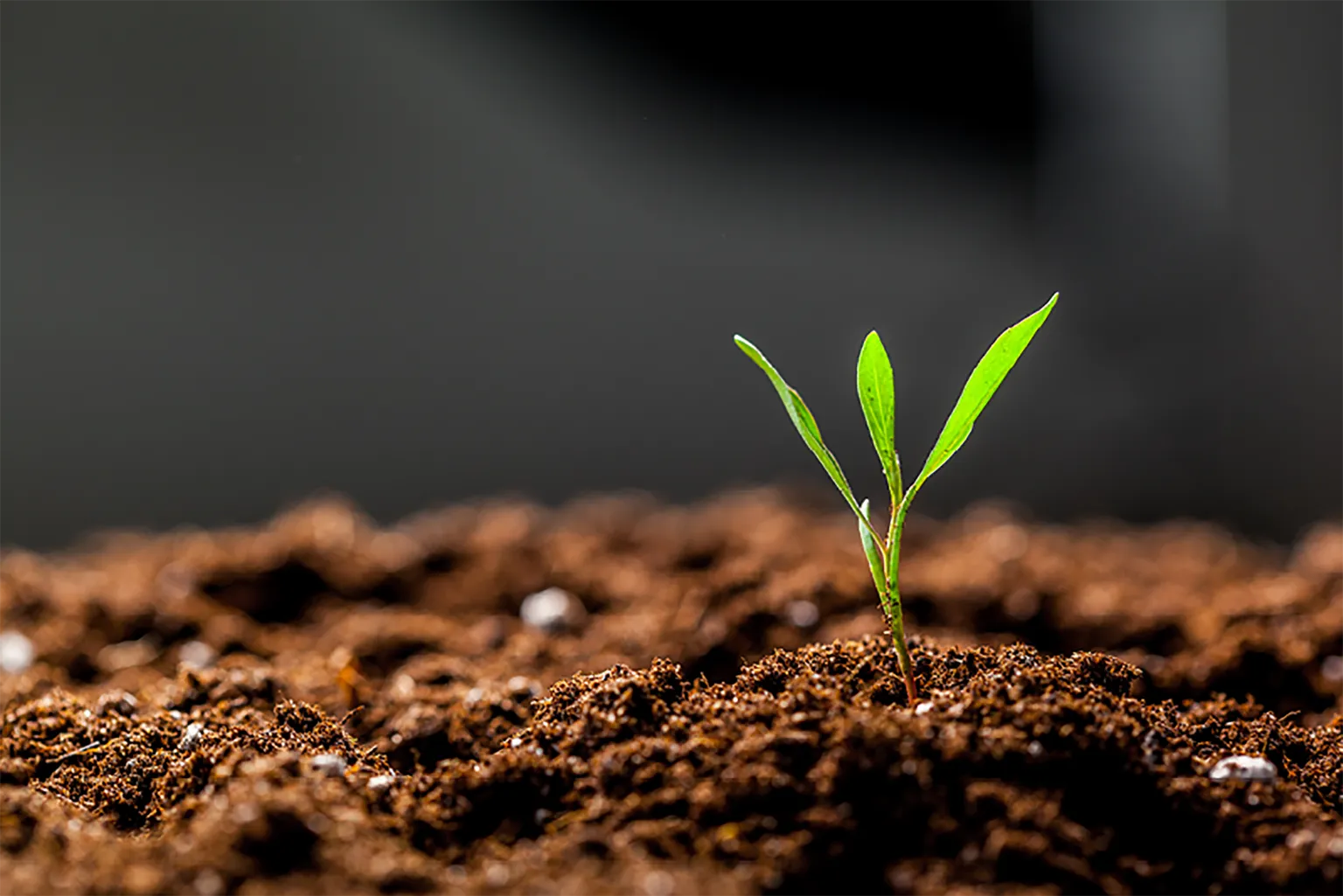 A picture of a seedling