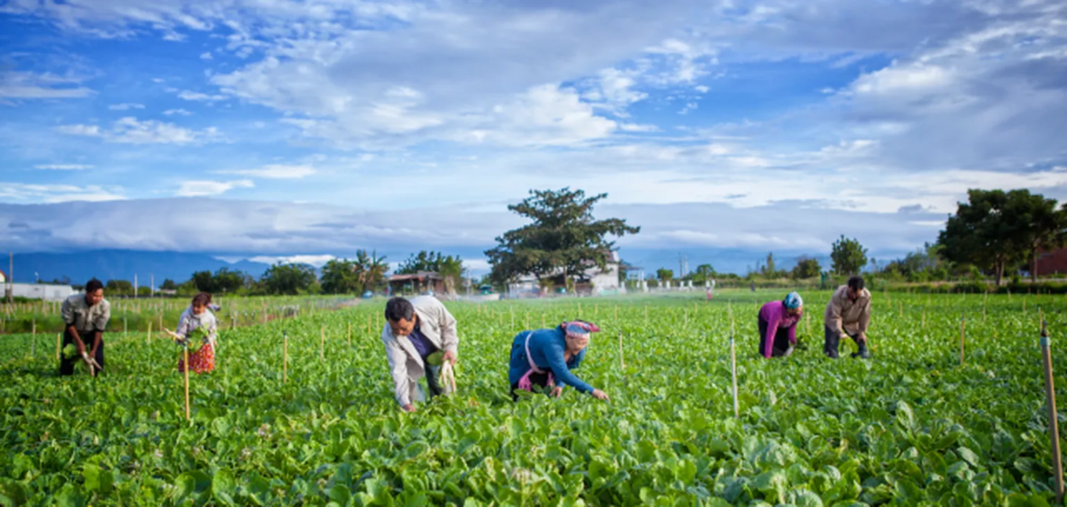 People working on field