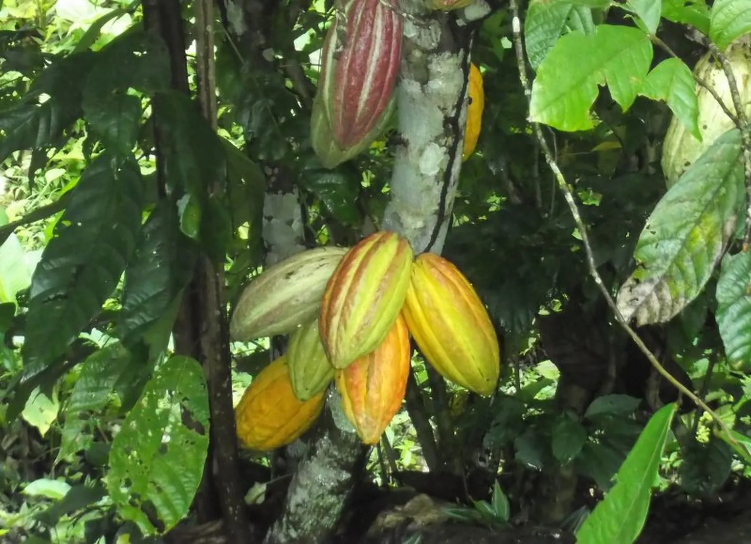 SDG13: Adapting cocoa farms to a changing climate