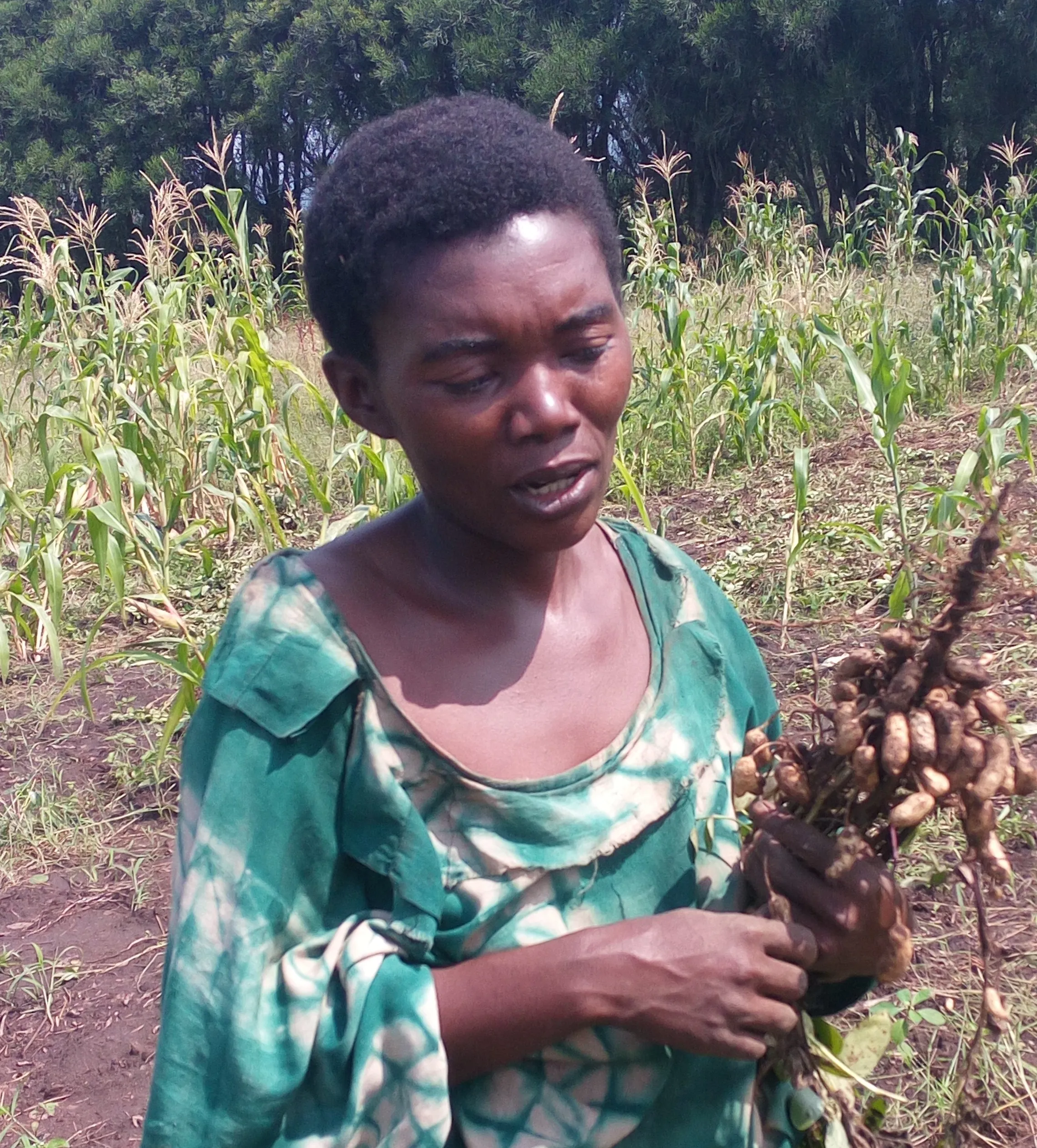 Judith proudly displays her uprooted groundnut plant with over 40 pods