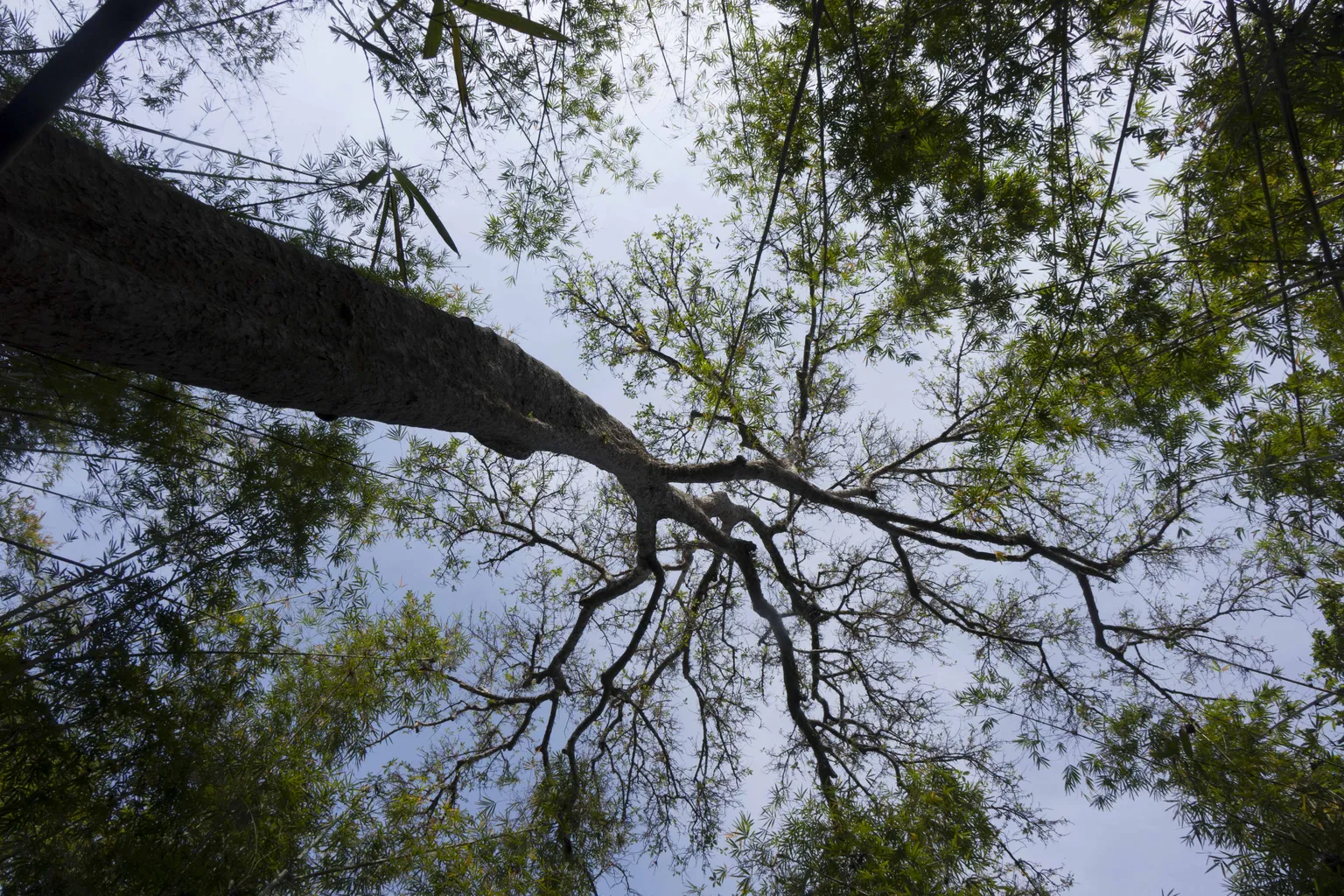 Planting trees for the future of Lao forests