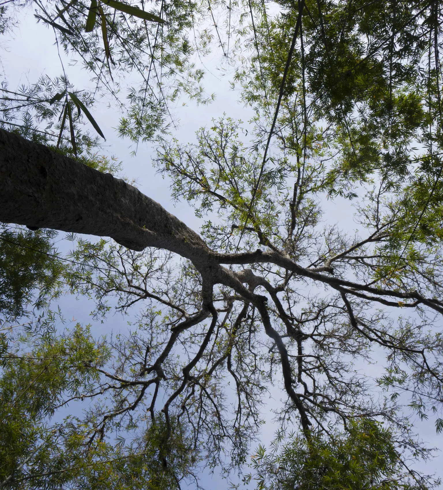 Planting trees for the future of Lao forests