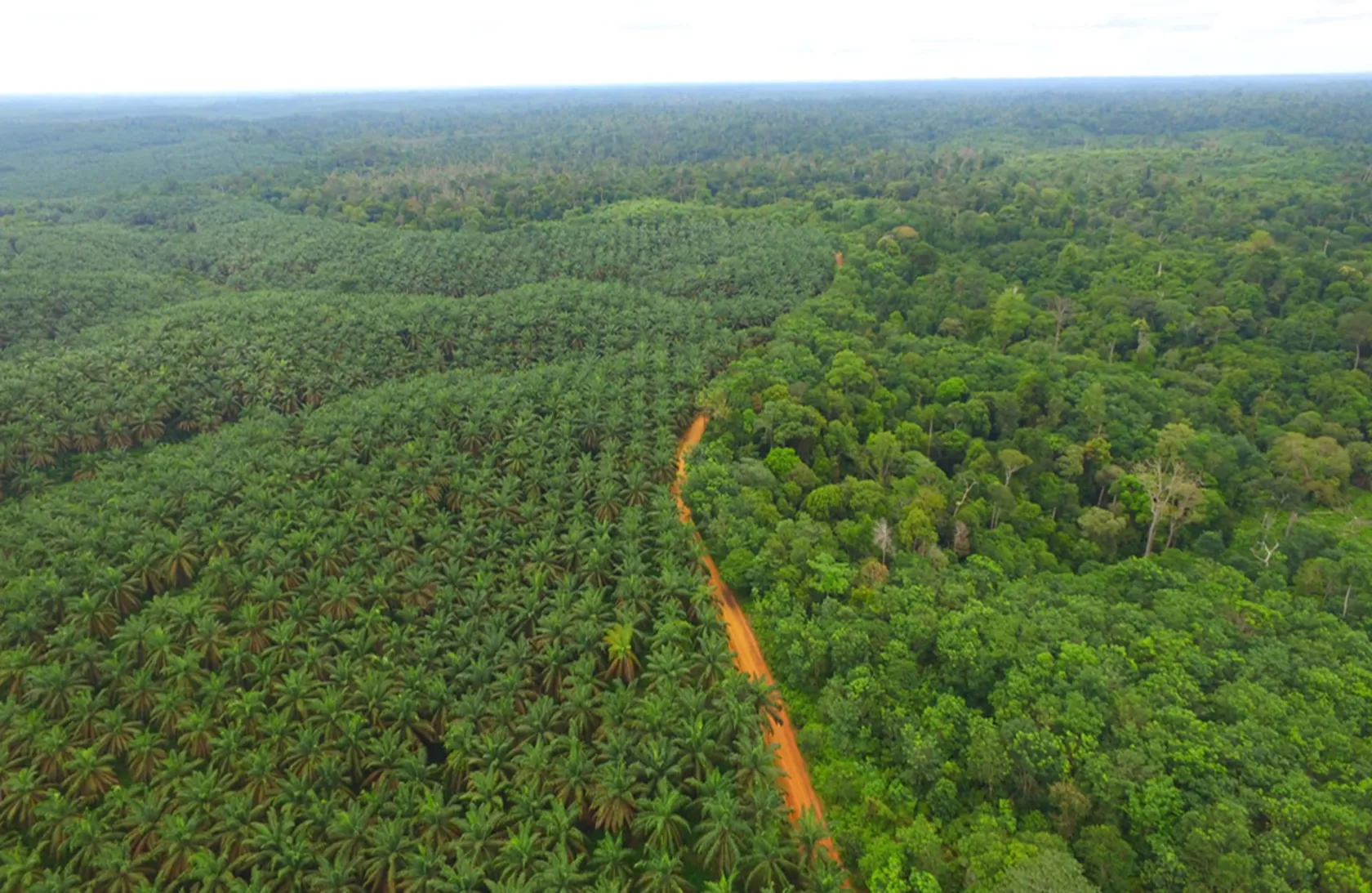 a photo of a landscape in Indonesia covered in palm trees