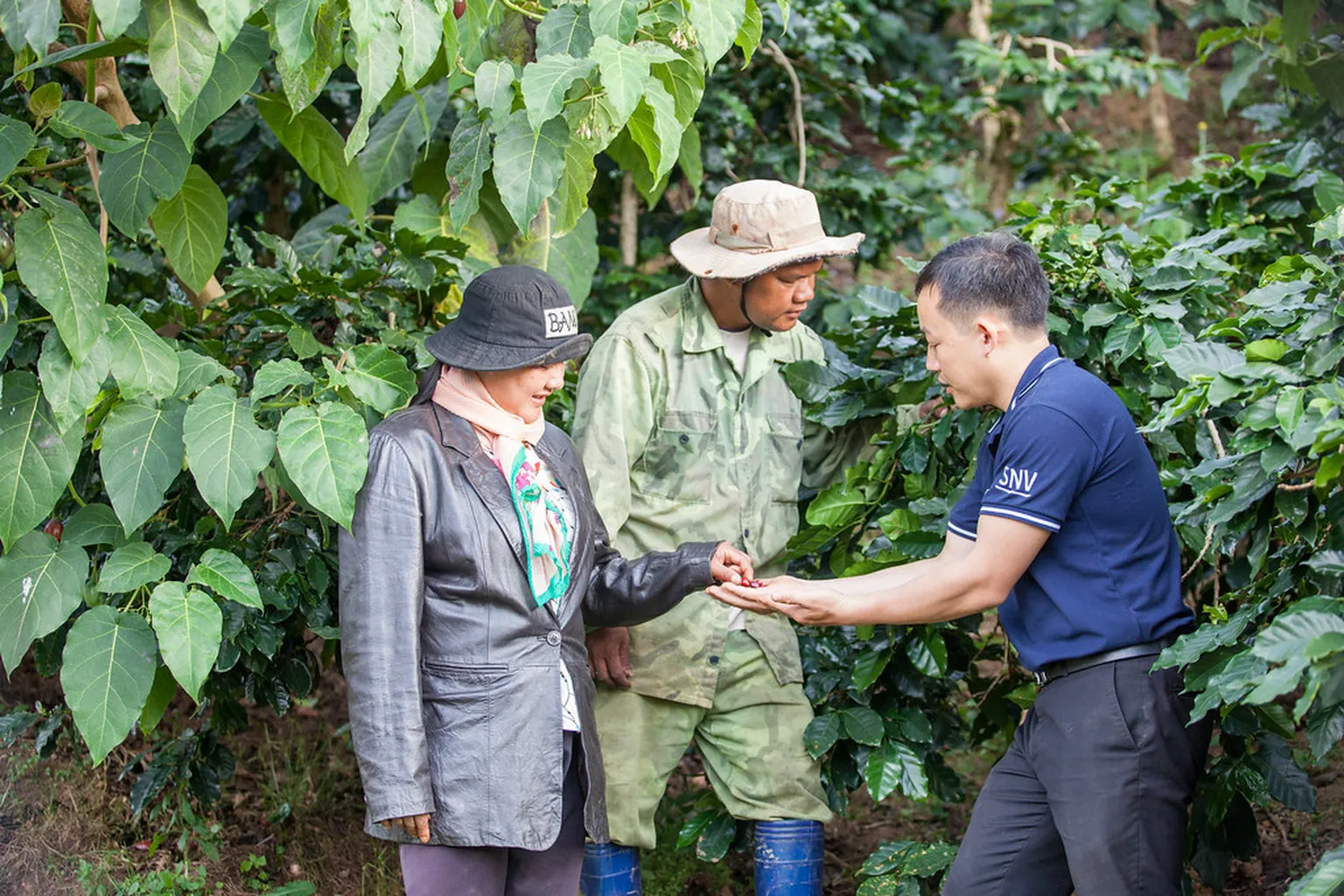 Three people examining coffee plants closely in a lush, green plantation setting, with one person holding a coffee cherry.