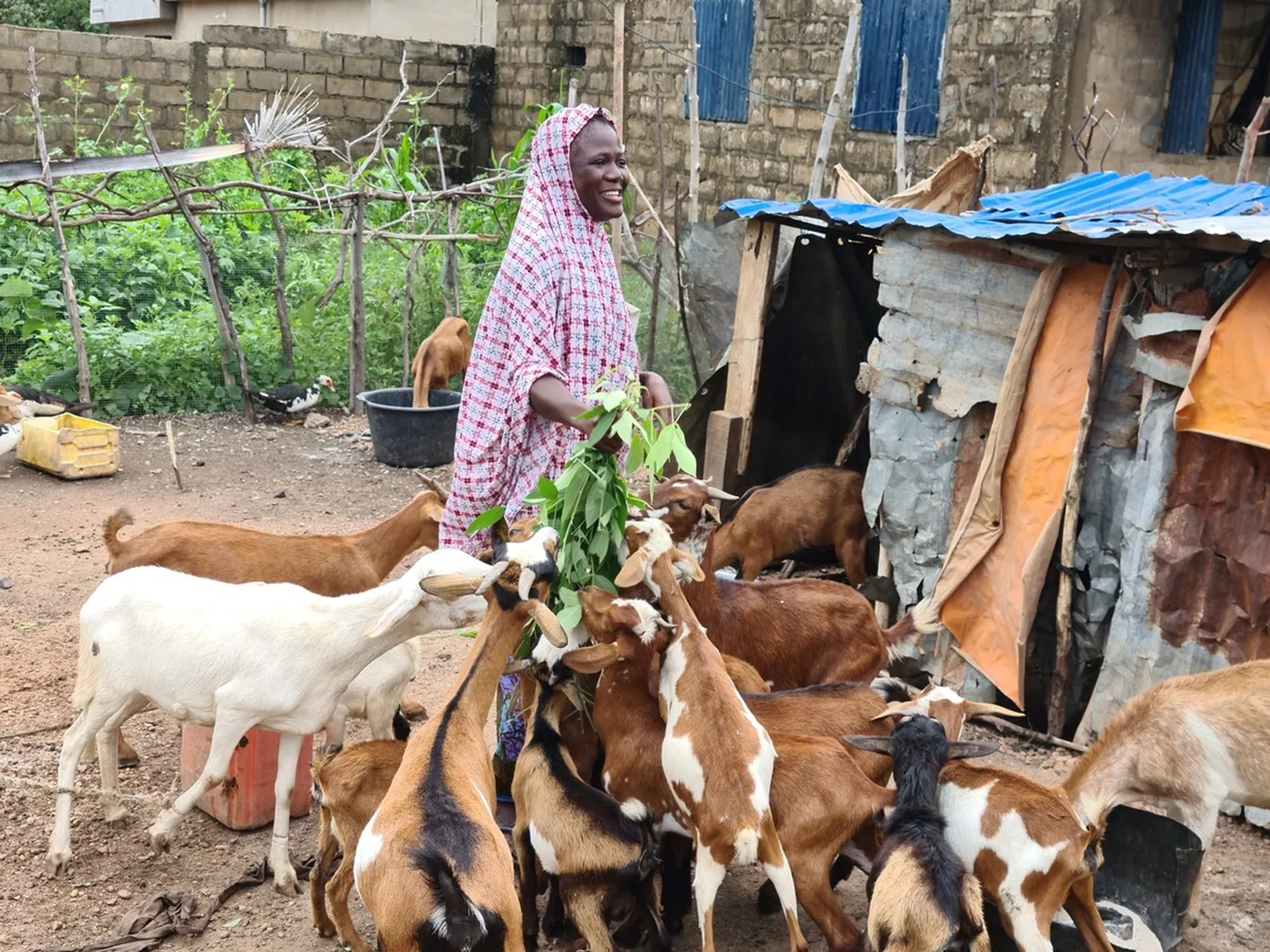 A woman in a patterned dress feeds a group of goats with green leaves near a rustic structure in a rural setting.