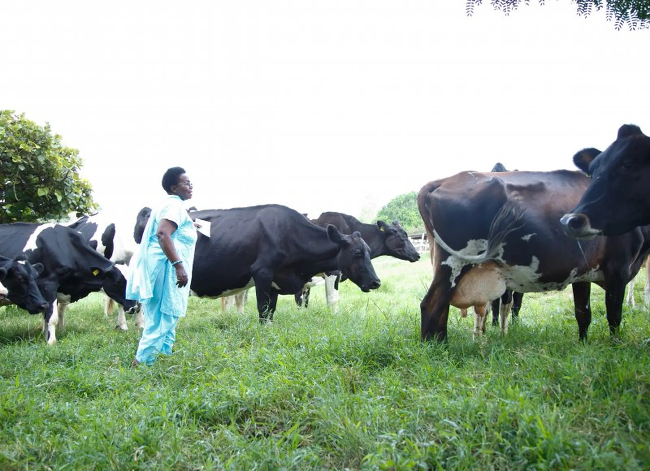 Philomena with her cows