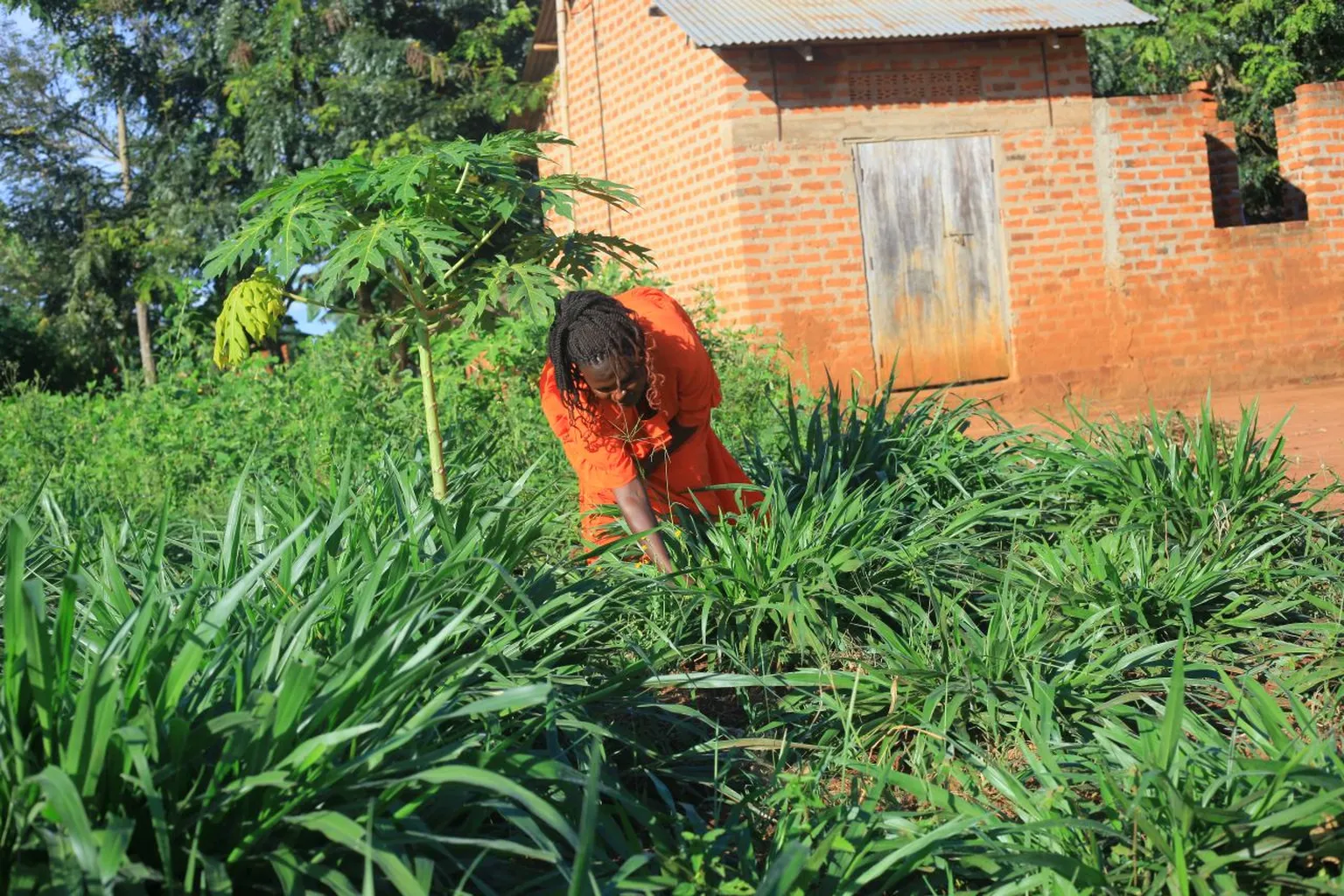 A person in an orange dress tends to lush green plants near a brick building with a tin roof and weathered wooden door.