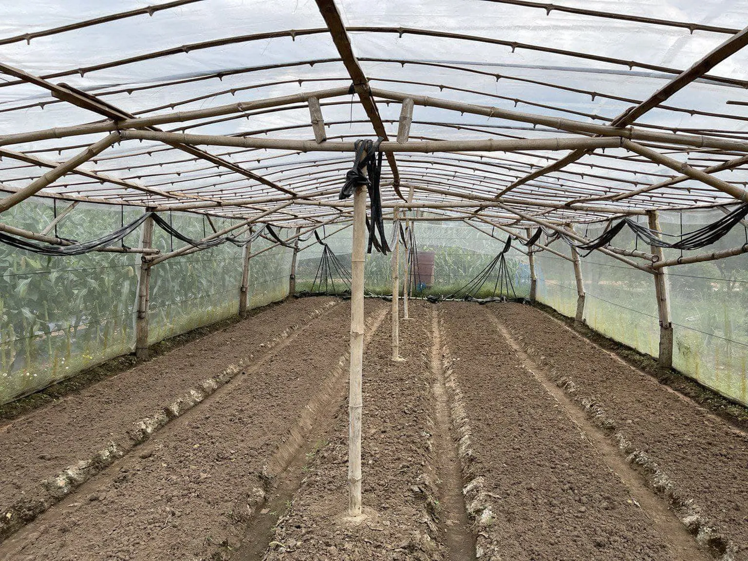 A photo of a greenhouse