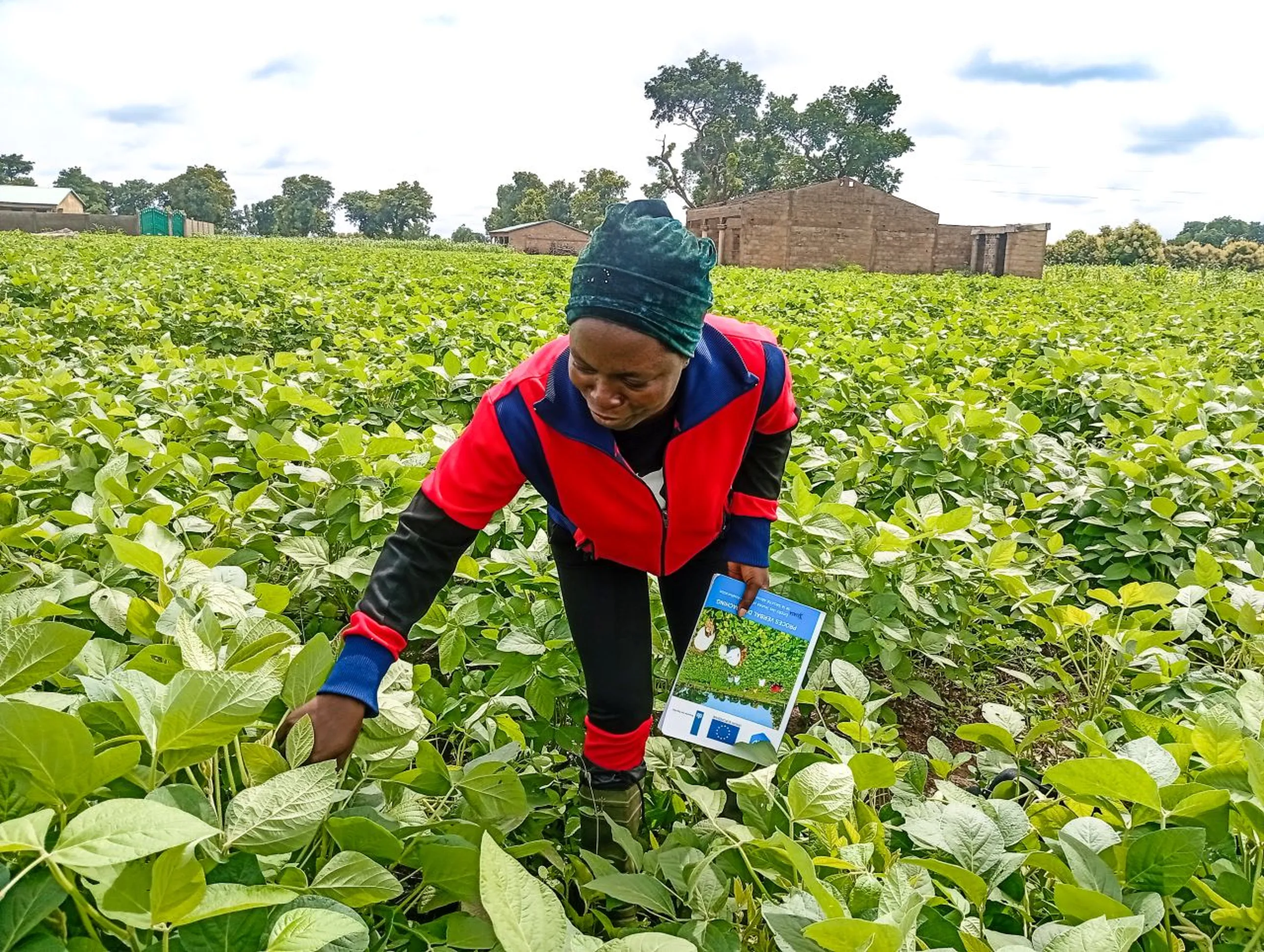 Person in red and black attire examines plants in a lush green field, holding a booklet, with brick buildings in the background.