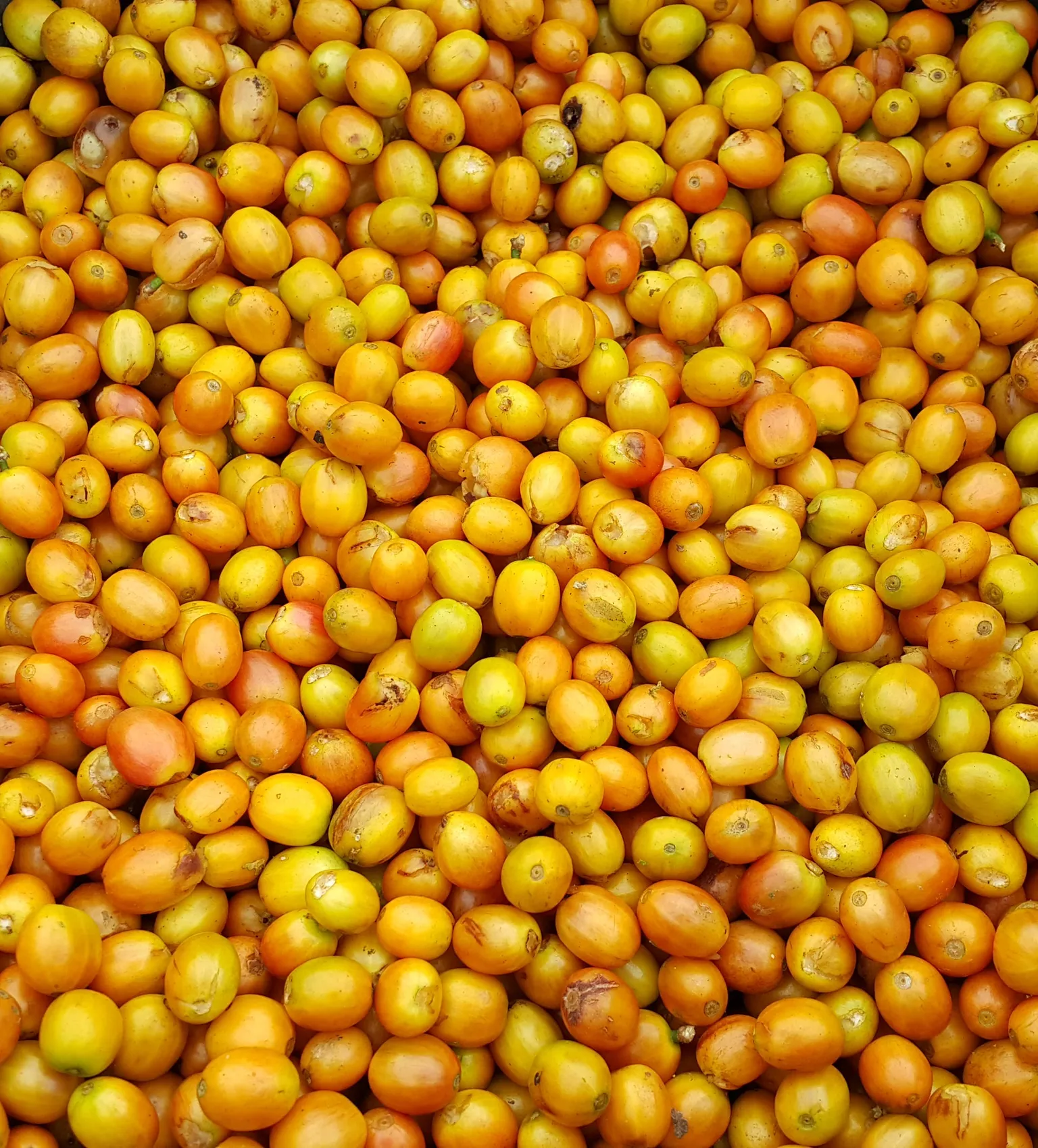 Promoting locally grown coffee at “A Thousand Cups” coffee festival