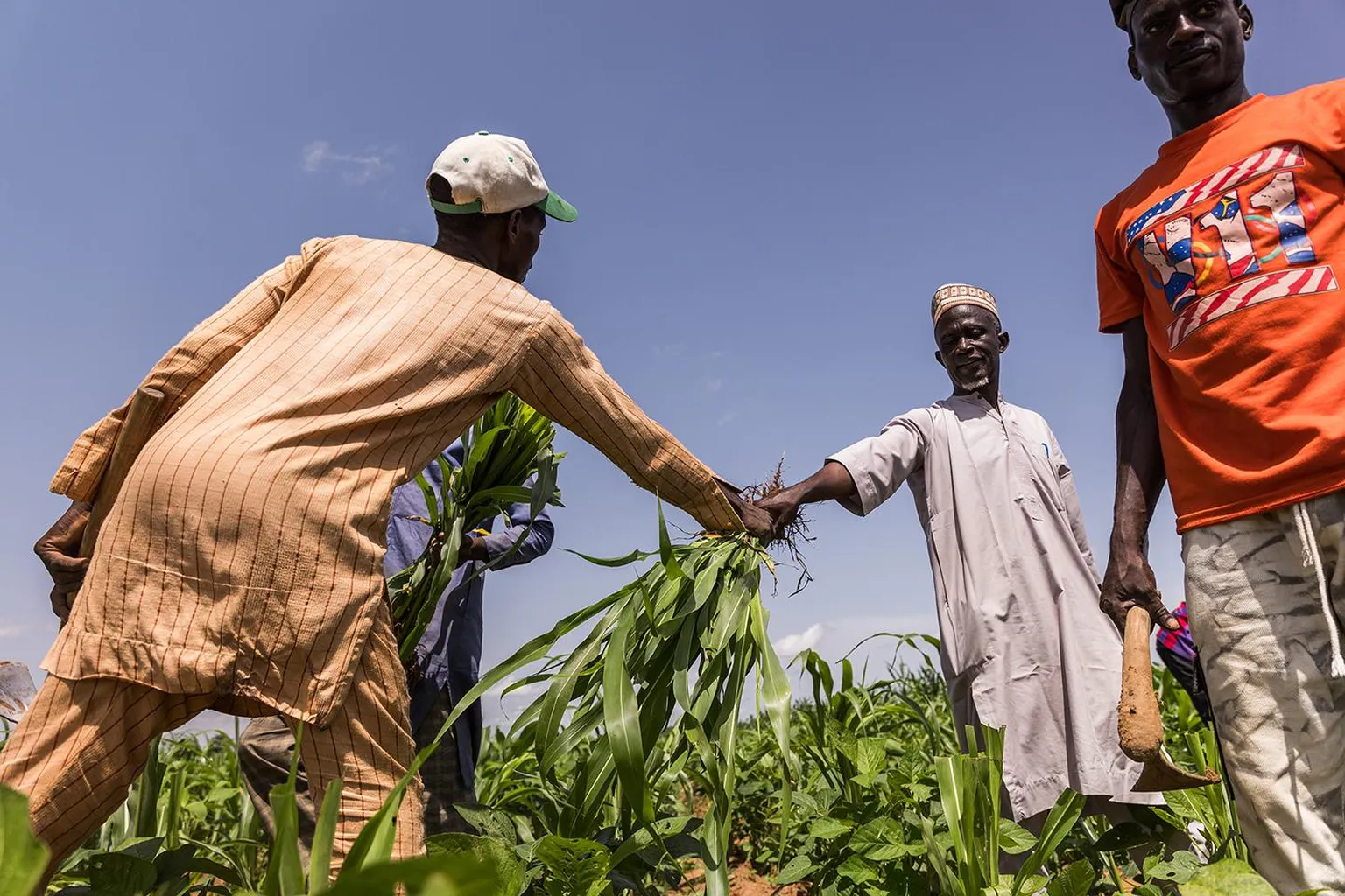 Sorghum in Nigeria