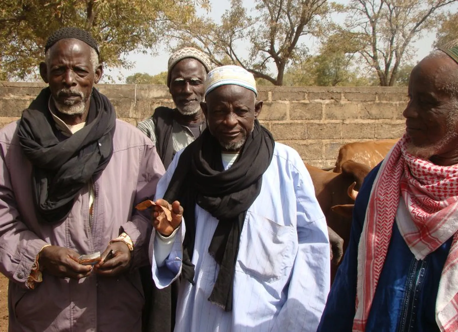 the STAMP project helps pastoralist with up-date weather and market information