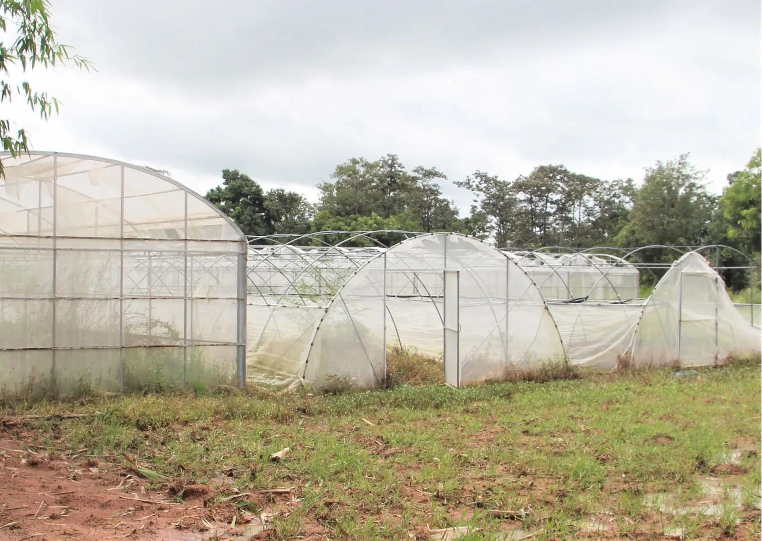 Greenhouses destroyed due to weather