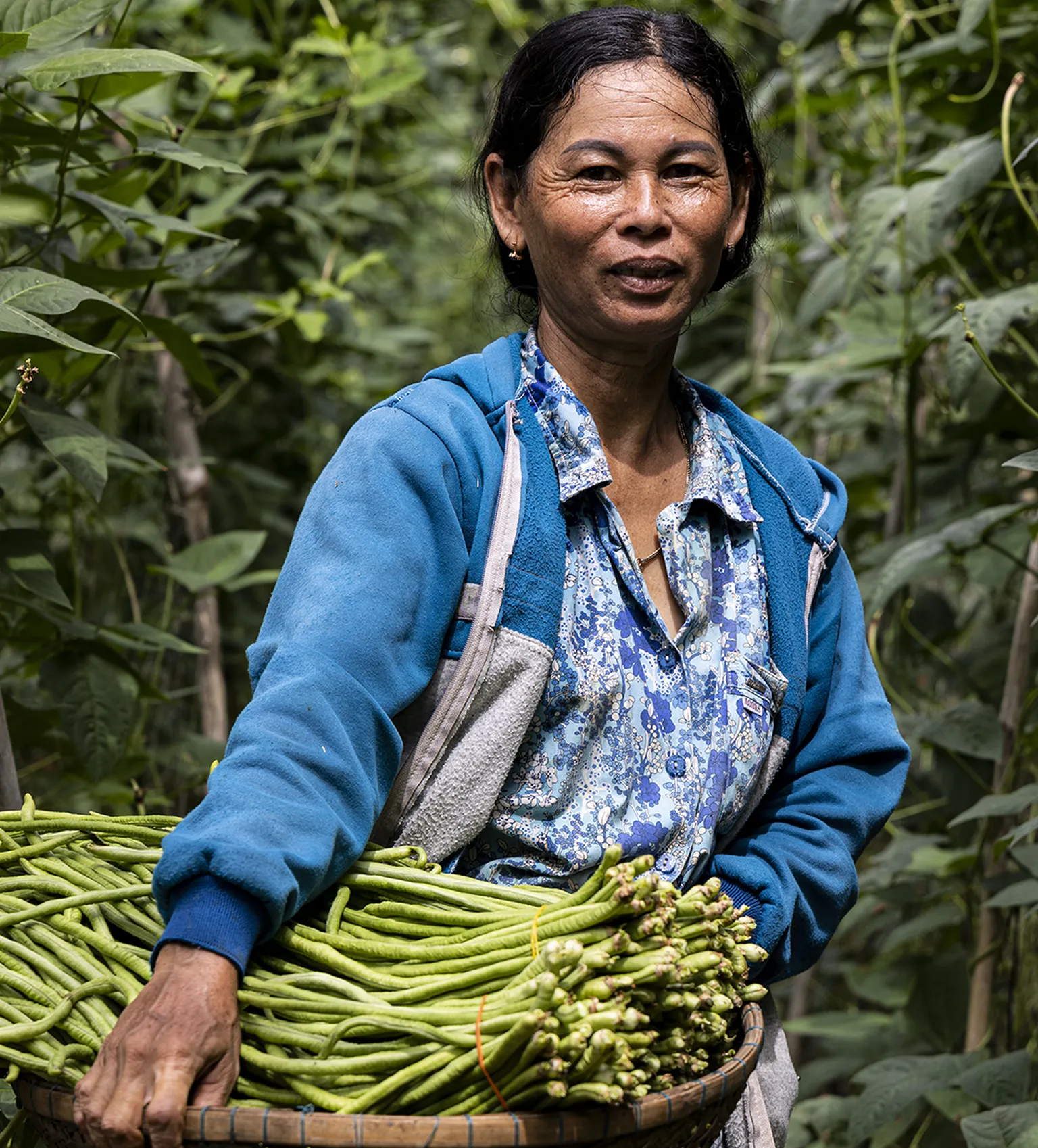End-user of HUSK, supported by IAP holds a basket of long green beans amid a dense trellis of climbing bean plants in Cambodia.