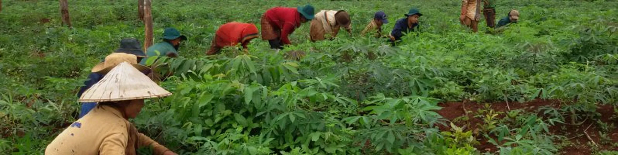 Inclusive business models to promote sustainable smallholder cassava production (IBC)