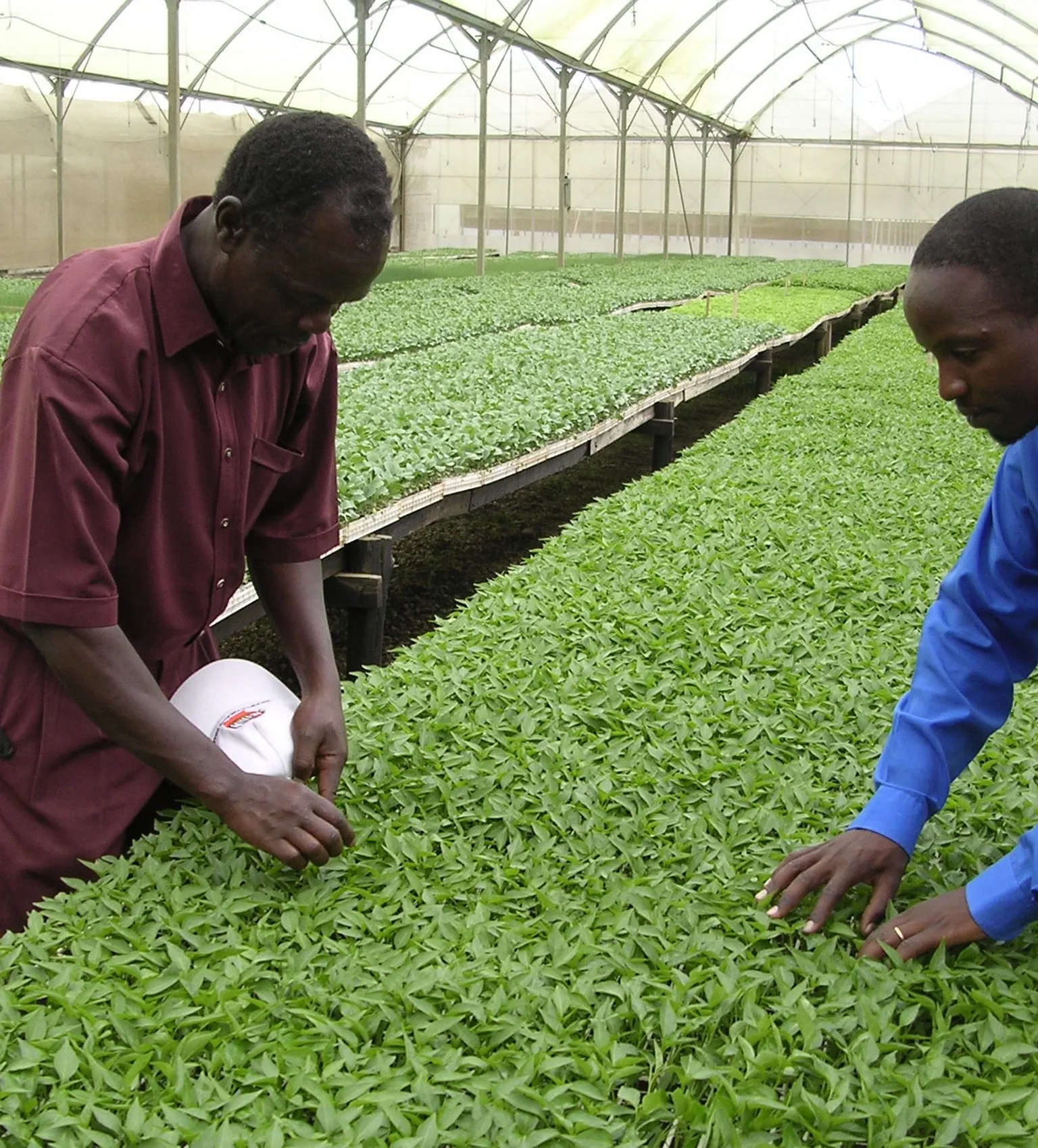 Launching the Scaling Scan: a tool to determine the potential to scale impact