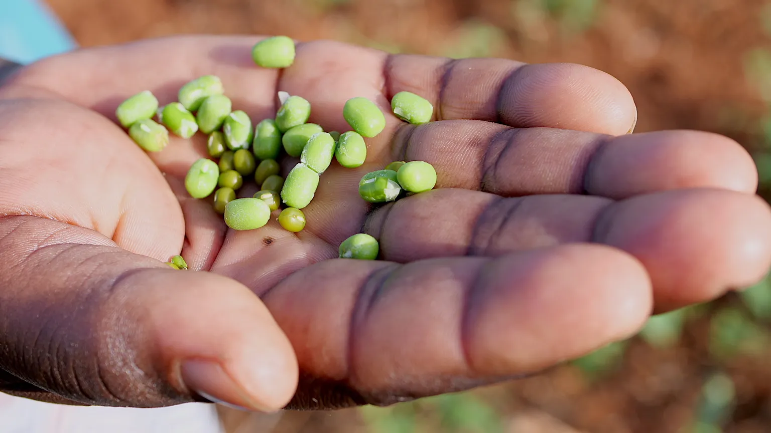 A hand holding green grams