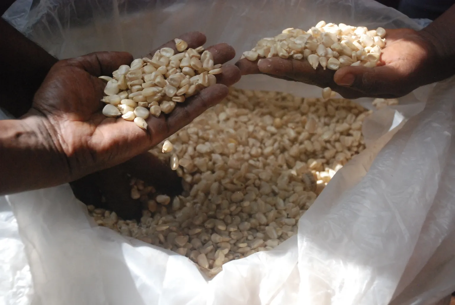 Hands holding seeds 