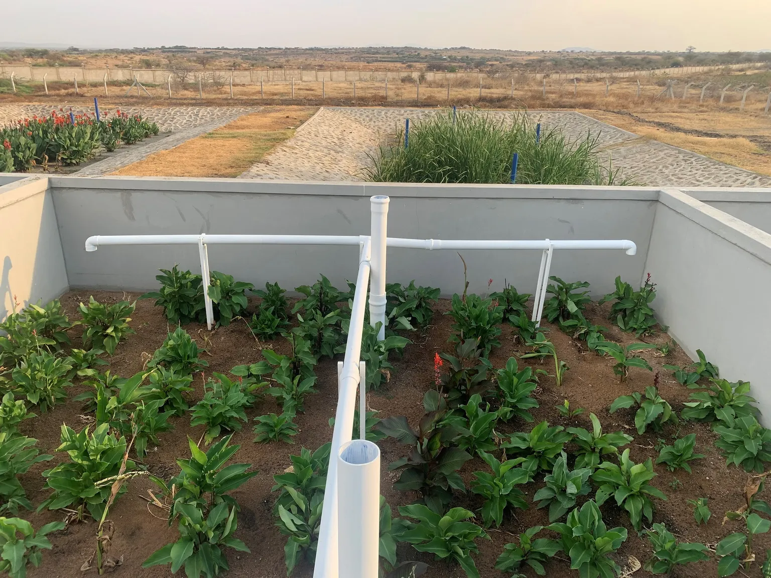 Planted beds in the FSTP