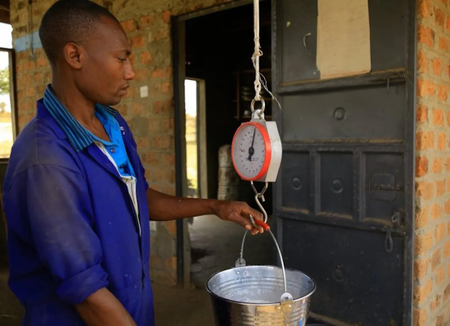 Uganda poised to become the largest dairy exporter in Africa