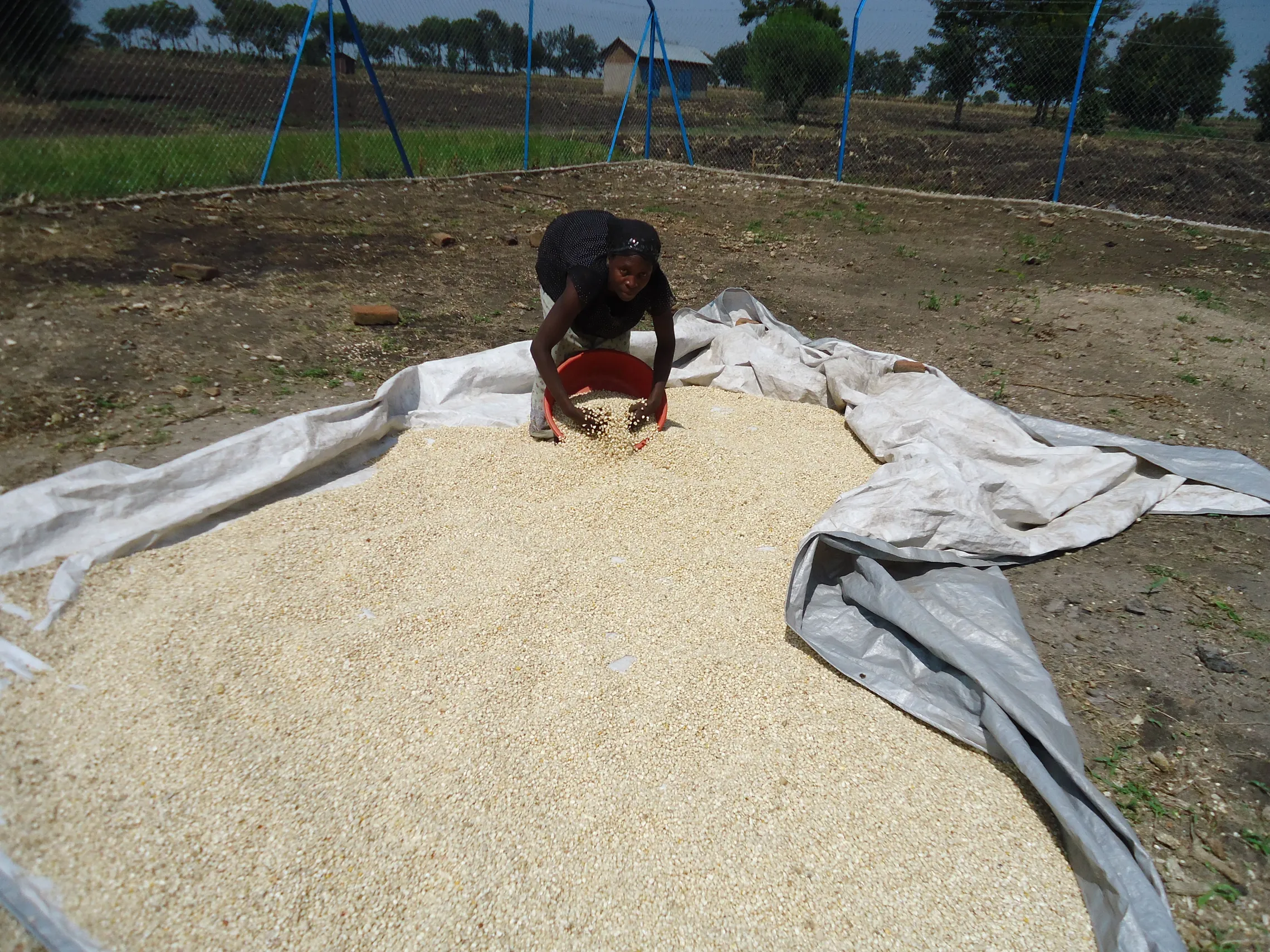 A farmer dries maize on turplin to ensure clean grain