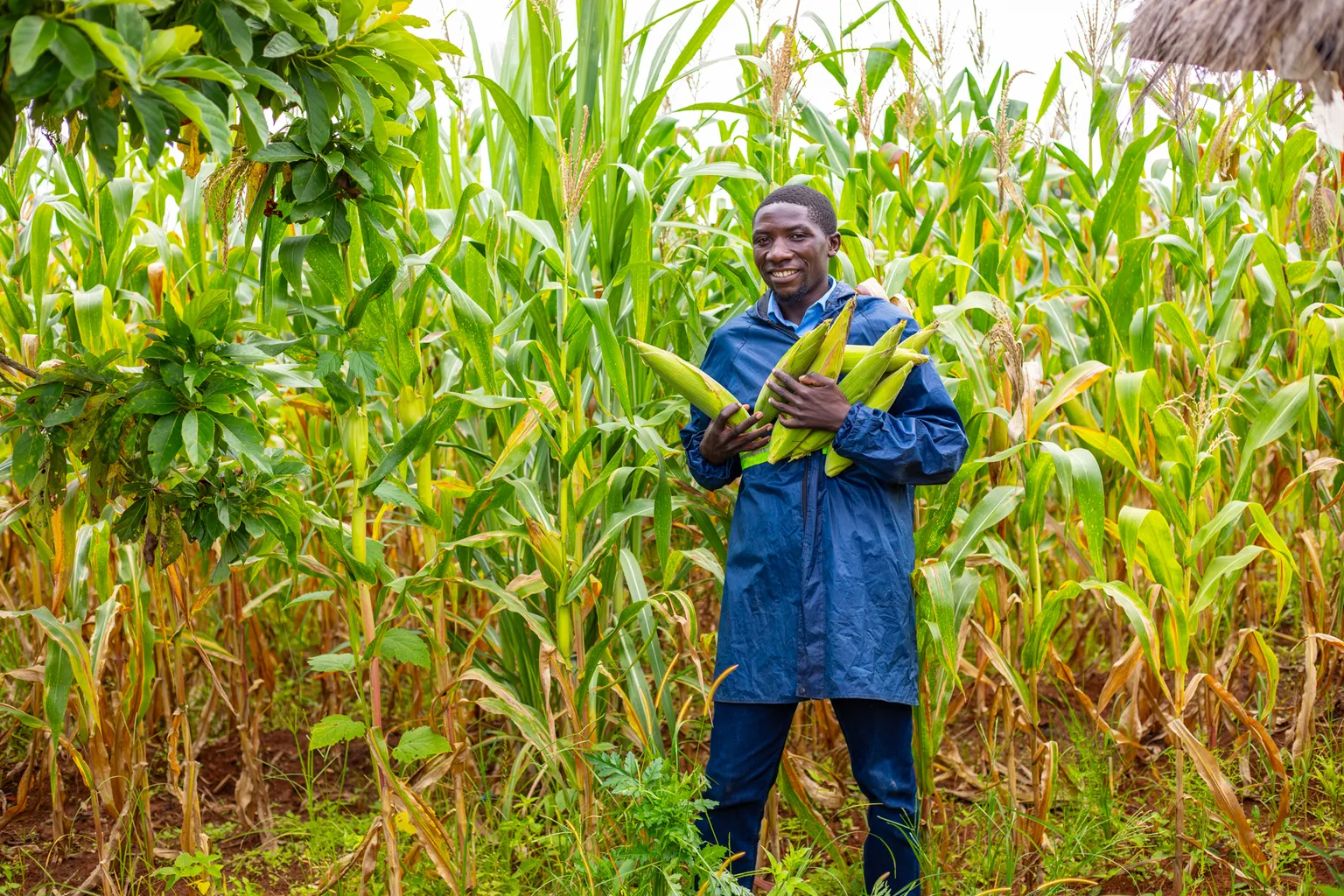 A person in a blue coat stands in a cornfield, smiling and holding several ears of corn. Lush green plants surround them.