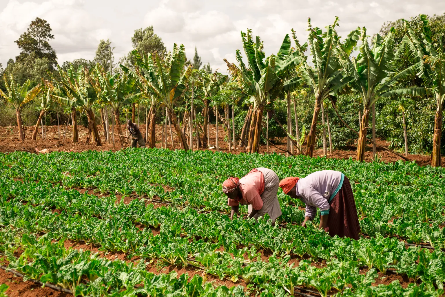 Kenyan women on their farm