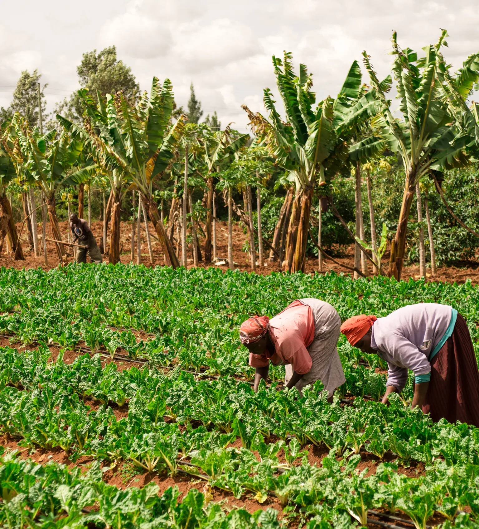 Kenyan women on their farm