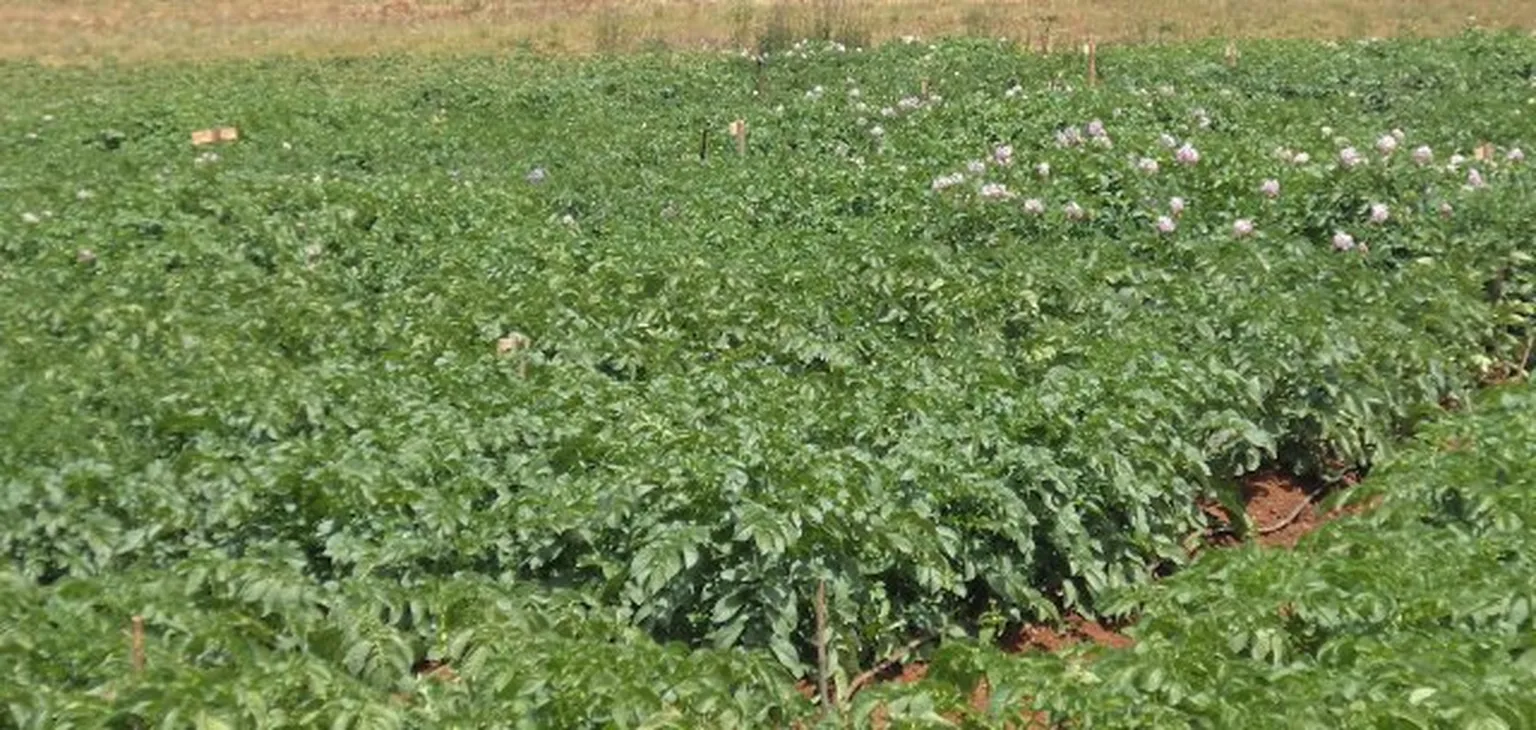 Field with flowers