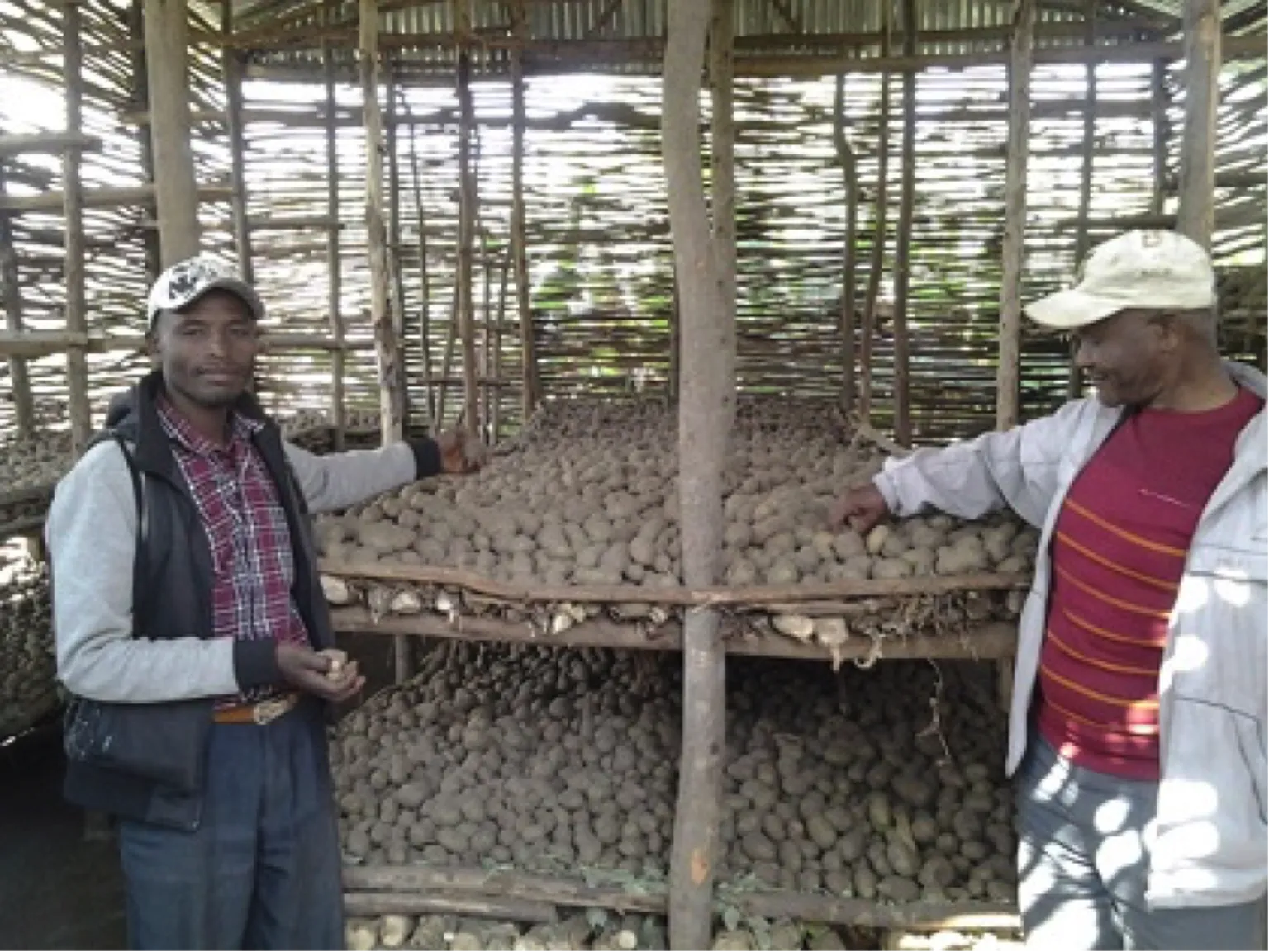 Access to improved seed boosts ware potato productivity and production
