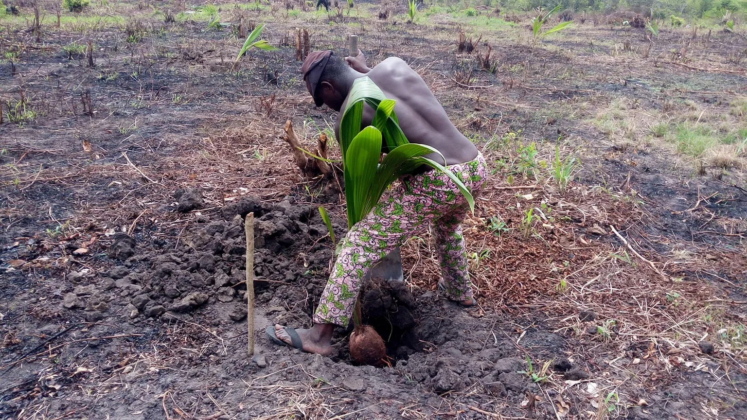 Reforestation efforts to slow down bank degradation