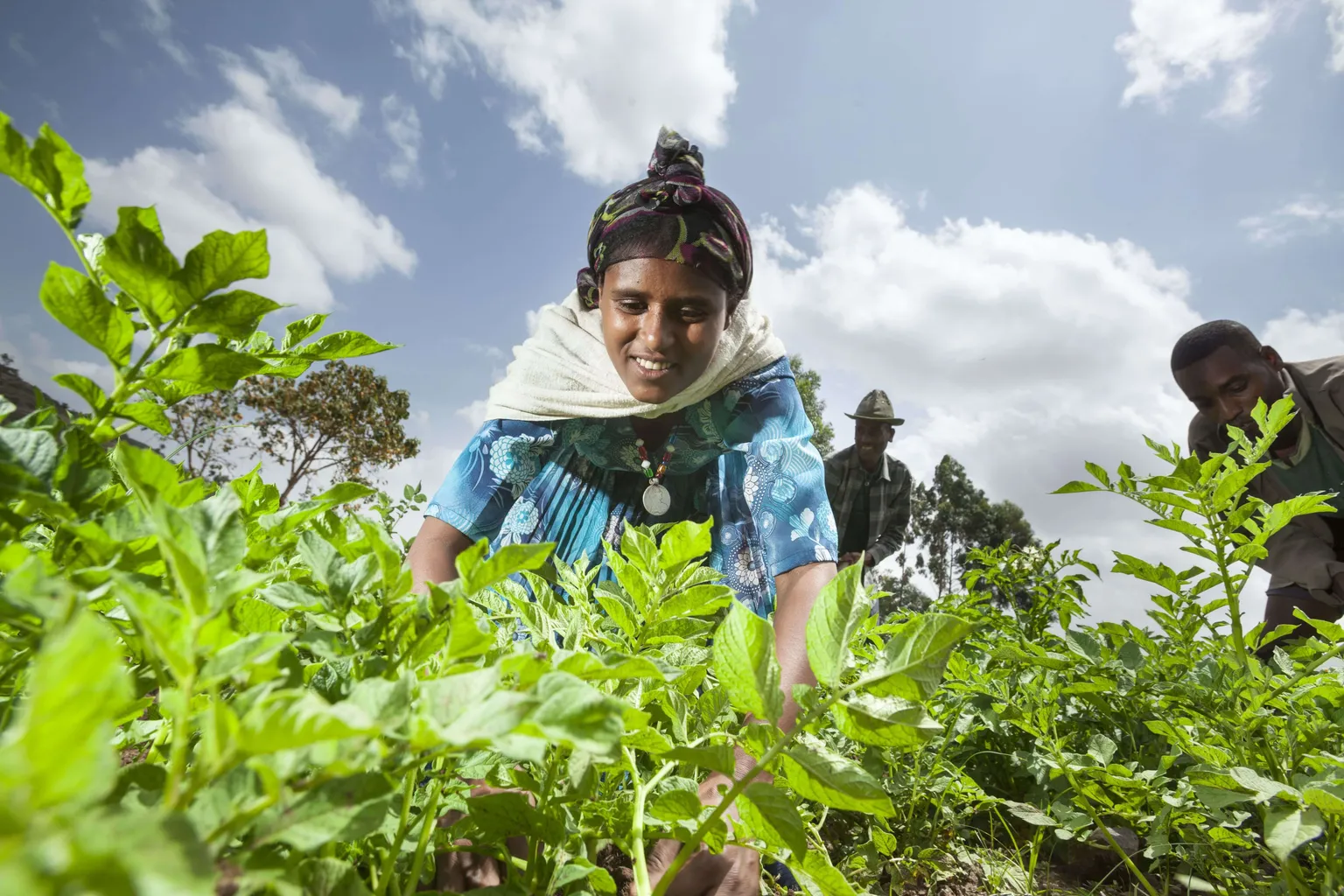 Woman picking crops