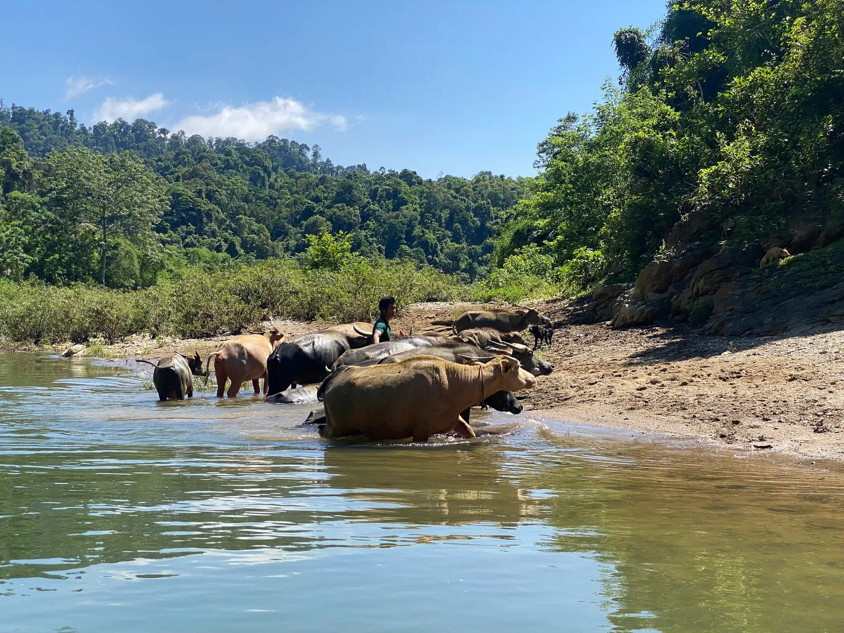 Water buffaloes bathe and graze by a serene riverbank, surrounded by lush green forest under a clear blue sky.