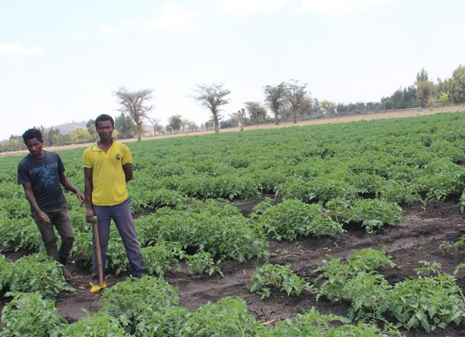 Crops grown using biol or bio-slurry