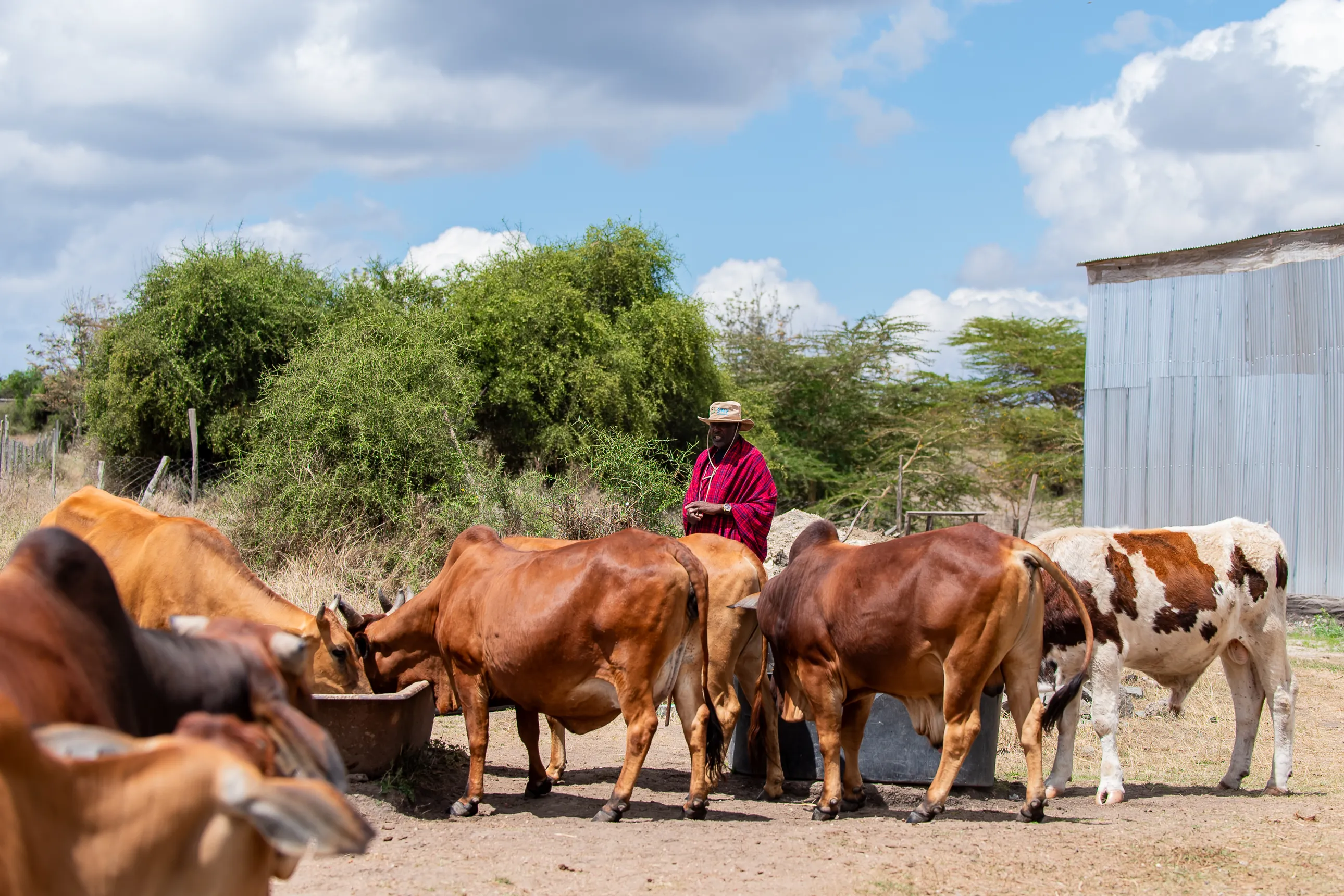 A herdsman in red clothing and hat watches brown and speckled cows drinking from troughs in a sunlit rural paddock.
