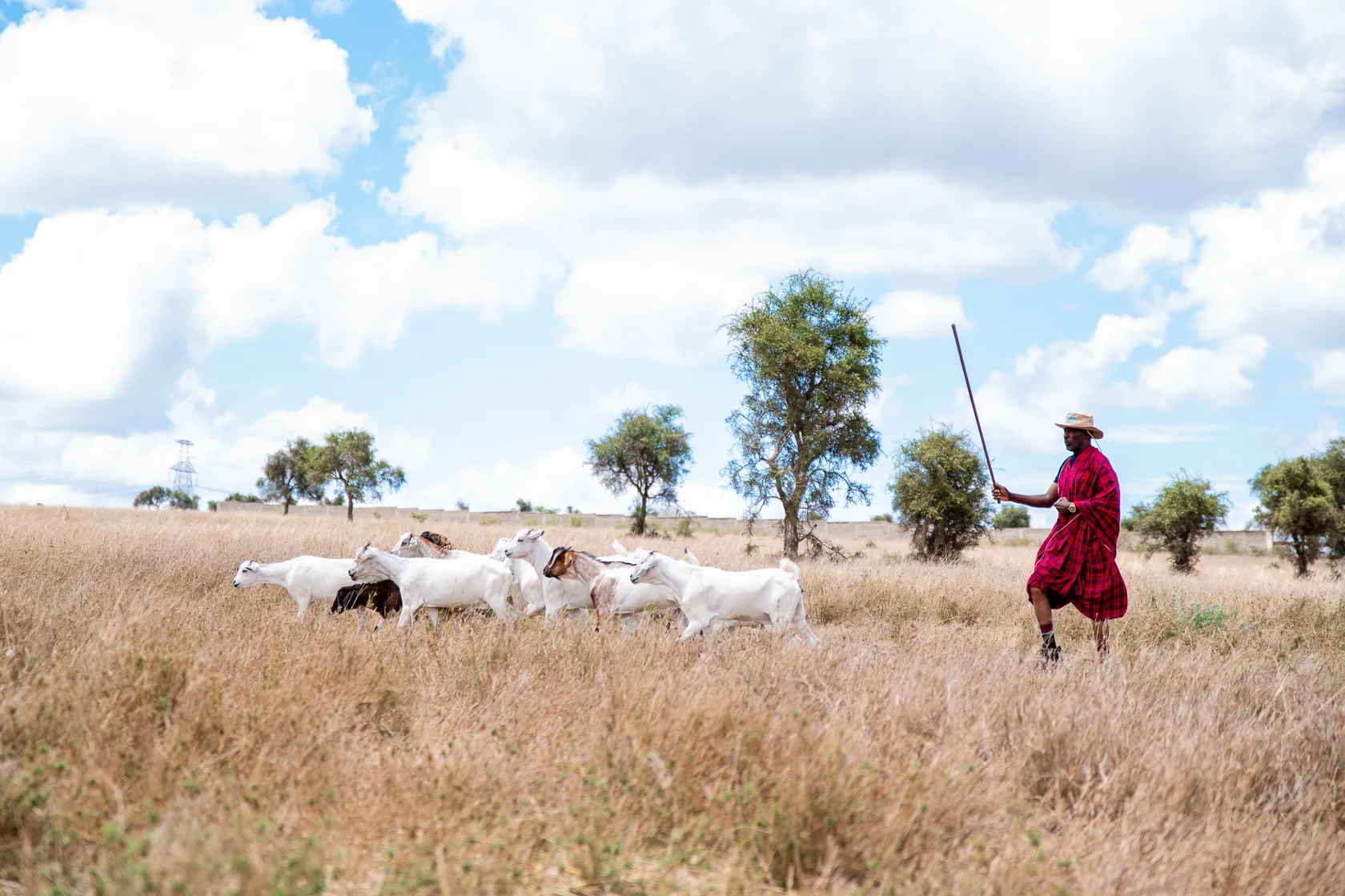 A person in traditional attire herding goats across a grassy field under a partly cloudy sky.