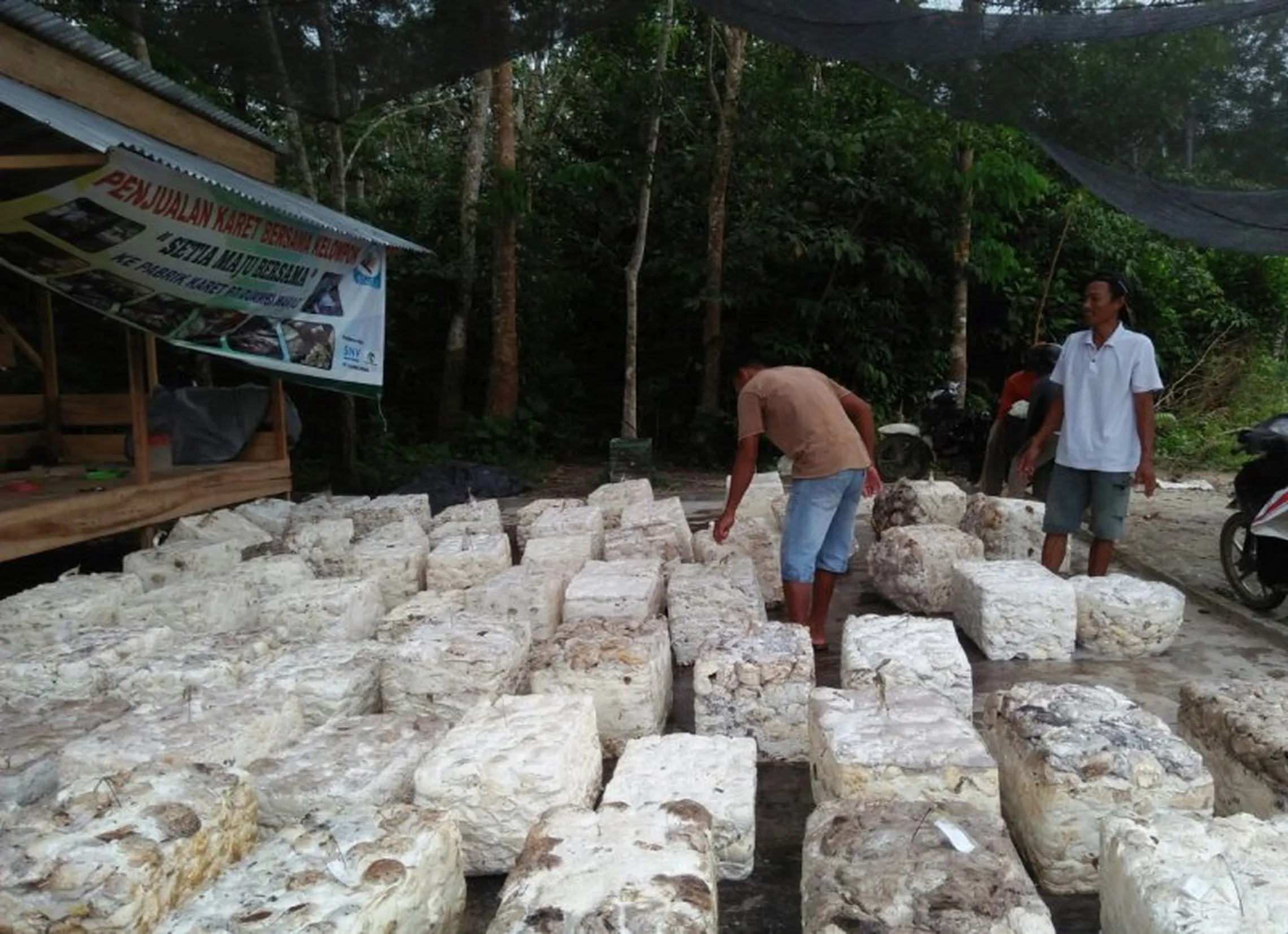 Farmers prepare shipments of dried latex cubes