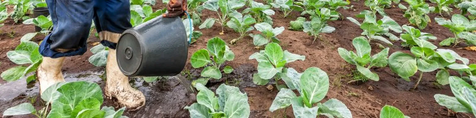 Watering crops on field