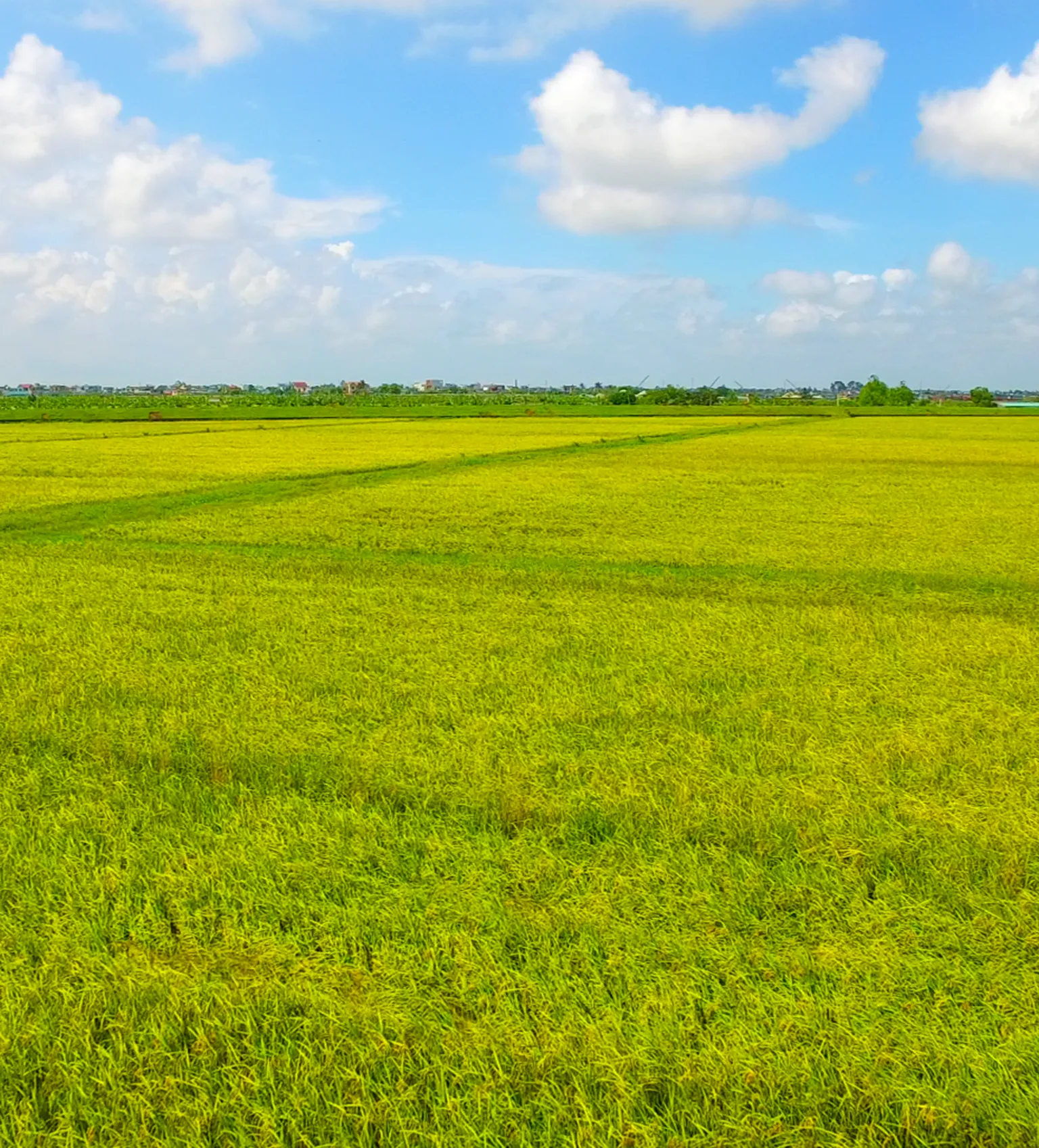 AgResults Donor Visit to Thai Binh Underscores Local Support and Long-term Impact to Reduce GHG Emissions of Rice Production 