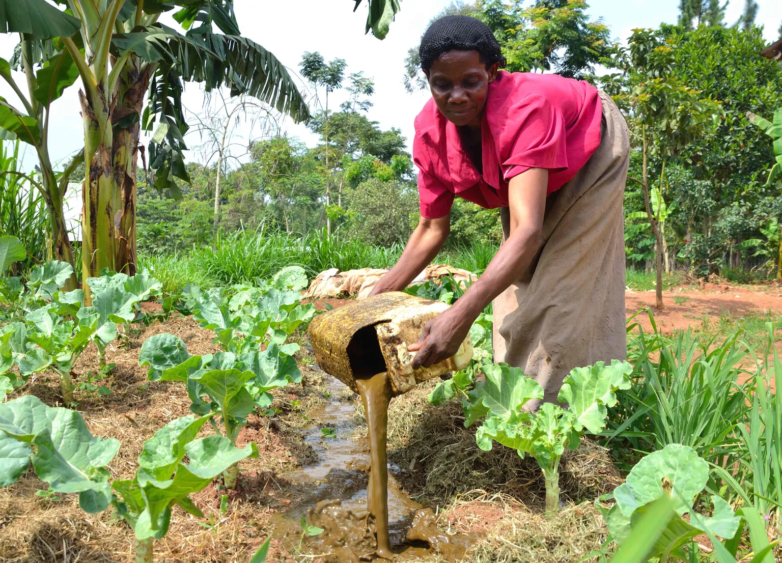 watering plants