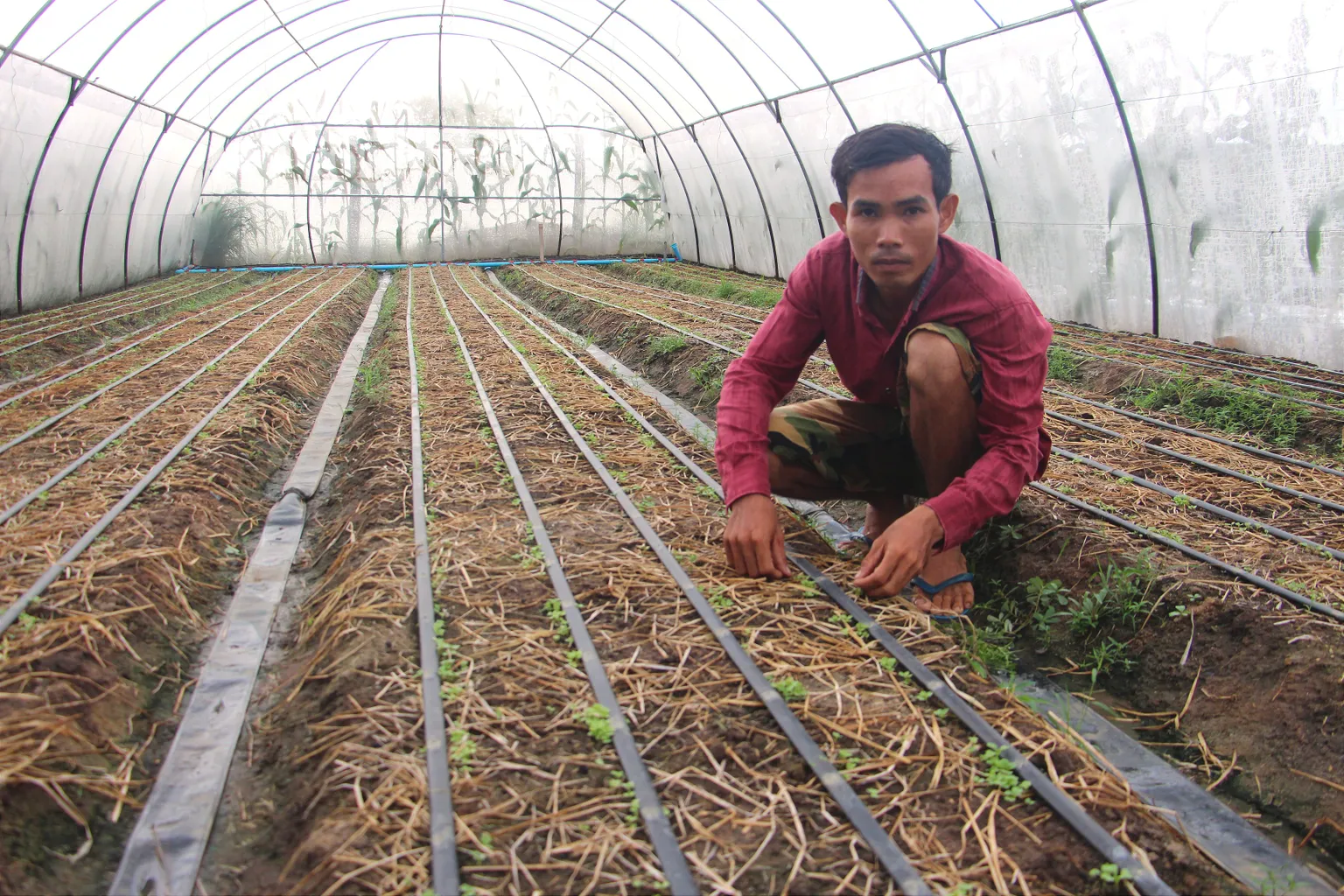 A man working in a greenhouse