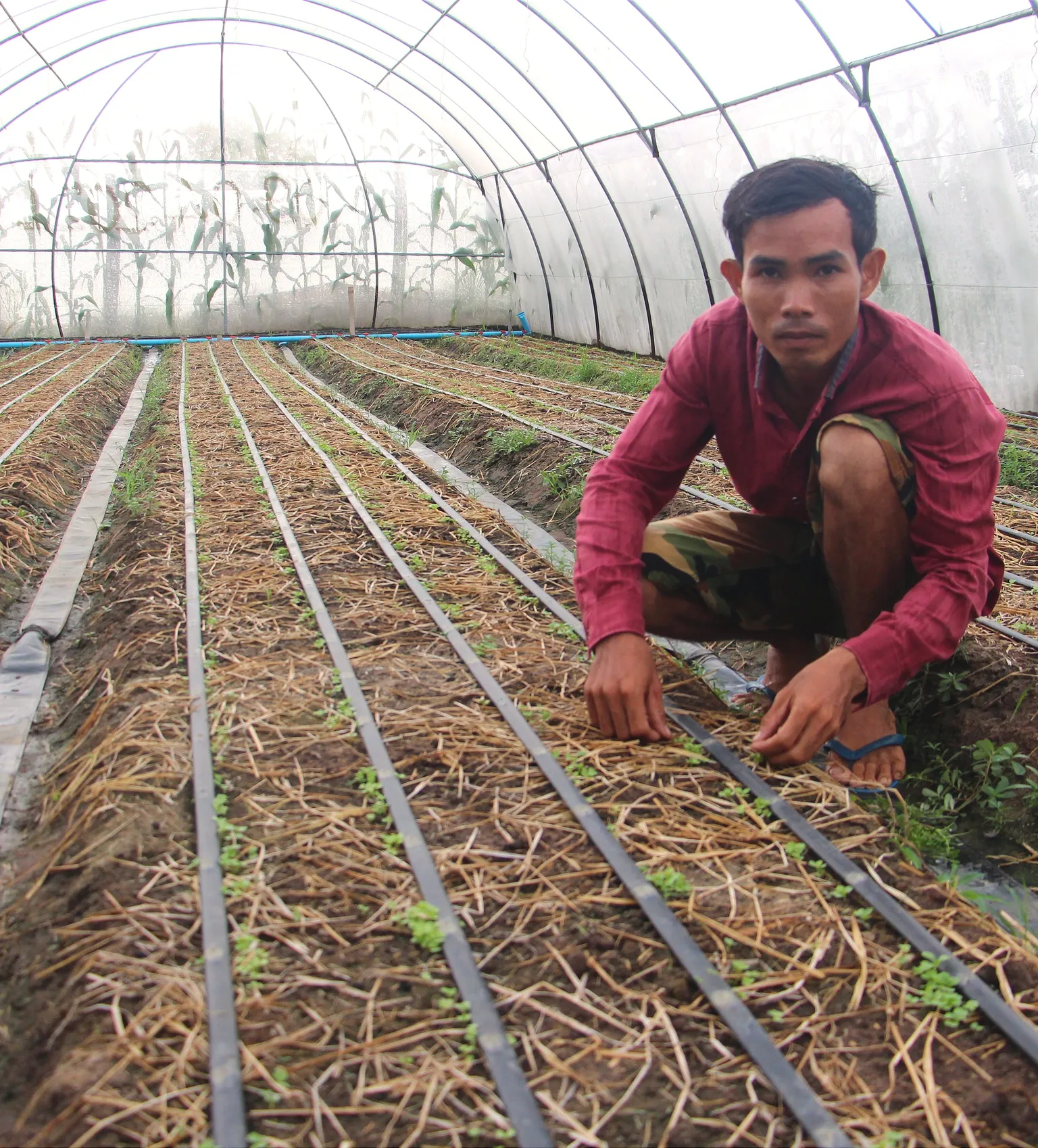 A man working in a greenhouse