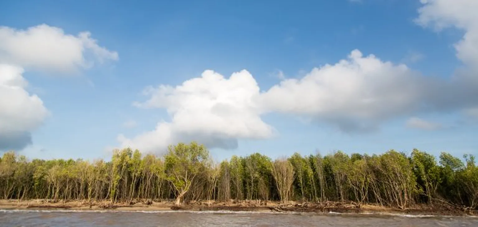 River next to trees