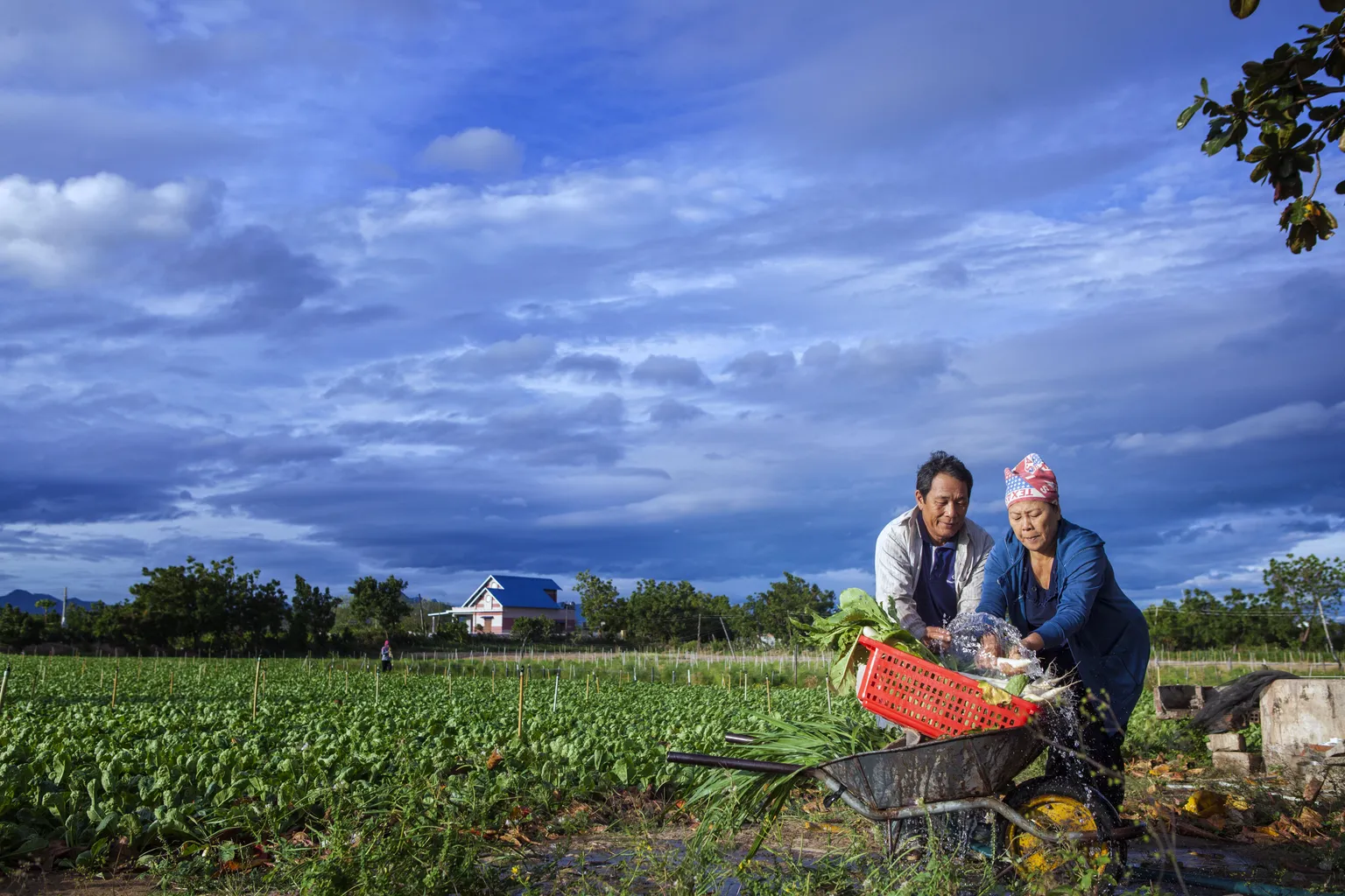 EOWE publication series: Empowering women in agribusiness through social and behaviour change