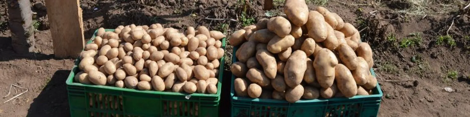 Pile of potatos